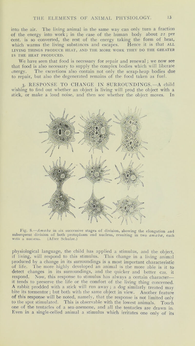 into the air. The living animal in the same way can only turn a fraction of the energy into work; in the case of the human body about 22 per cent, is so converted, the rest of the energy taking the form of heat, which warms the living substances and escapes. Hence it is that all LIVING THINGS PRODUCE HEAT, AND THE MORE WORK THEY DO THE GREATER IS THE HEAT PRODUCED. We have seen that food is necessary for repair and renewal; we now see that food is also necessary to supply the complex bodies which will liberate energy. The excretions also contain not only the scrap-heap bodies due to repair, but also the degenerated remains of the food taken as fuel. 3. RESPONSE TO CHANGE IN SURROUNDINGS.—A child wishing to find out whether an object is living will prod the object with a stick, or make a loud noise, and then see whether the object moves. In Fig. 8.—Amoeba in six successive stages of division, showing the elongation and subsequent division of both protopLasm and nucleus, resulting in two amoeba, each with a nucleus. (After Schulze.) physiological language, the child has applied a stimulus, and the object, if living, will respond to this stimulus. This change in a living animal produced by a change in its surroundings is a most important characteristic of life. The more highly developed an animal is the more able is it to detect changes in its surroundings, and the quicker and better car. it respond. Now, this response to stimulus has always a certain character— it tends to preserve the life or the comfort of the living thing concerned. A rabbit prodded with a stick will run away; a dog similarly treated may bite its tormentor ; but both with: the same object in view. Another feature of this response will be noted, namely, that the response is not limited only to the spot stimulated. This is observable with the lowest animals. Touch one of the tentacles of a sea-anemone, and all the tentacles are drawn in. Even in a single-celled animal a stimulus which: irritates one only of its