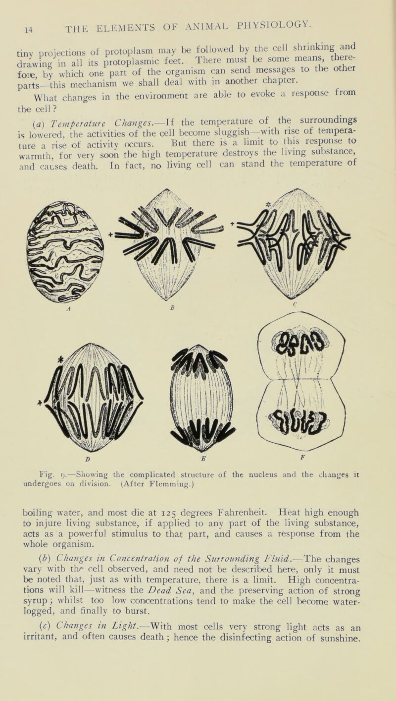 tiny projections of protoplasm may be followed by the cell shrinking and drawing in all its protoplasmic feet. There must be some means there- fore by which one part of the organism can send messages to the other parts—this mechanism we shall deal with in another chapter. What changes in the environment are able to evoke a response from the cell ? {a) Temperature Changes.—If the temperature of the surroundings is lowered, the activities of the cell become sluggish -with rise of tempera- ture a rise of activity occurs. But there is a limit to this response to warmth, for very soon the high temperature destroys the living substance, and causes death. In fact, no living cell can stand the temperature of Fig. 9.—Showing the complicated structure of the nucleus and the changes it undergoes on division. (After Flemming.) boiling water, and most die at 125 degrees Fahrenheit. Heat high enough to injure living substance, if applied to any part of the living substance, acts as a powerful stimulus to that part, and causes a response from the whole organism. (b) Changes in Concentration of the Stirrounding Fluid.—The changes vary with the cell observed, and need not be described here, only it must be noted that, just as with temperature, there is a limit. High concentra- tions will kill—witness the Dead Sea, and the preserving action of strong syrup ; whilst too low concentrations tend to make the cell become water- logged, and finally to burst. (c) Changes in Light.—With most cells very strong light acts as an irritant, and often causes death ; hence the disinfecting action of sunshine.
