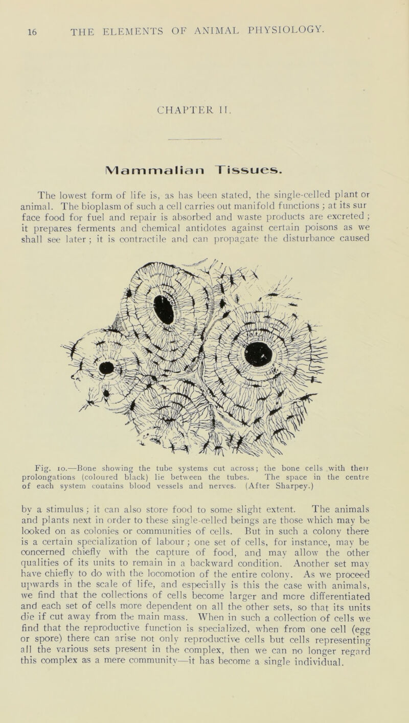 CHAPTER II. Mammalian Tissues. The lowest form of life is, as has been stated, the single-celled plant or animal. The bioplasm of such a cell carries out manifold functions ; at its sur face food for fuel and repair is absorbed and waste products are excreted ; it prepares ferments and chemical antidotes against certain poisons as we shall see later ; it is contractile and can propagate the disturbance caused Fig. io.—Bone showing the tube systems cut across; the bone cells with then prolongations (coloured black) lie between the tubes. The space in the centre of each system contains blood vessels and nerves. (After Sharpey.) bv a stimulus ; it can also store food to some slight extent. The animals and plants next in order to these single-celled beings are those which may be looked on as colonies or communities of cells. But in such a colony there is a certain specialization of labour; one set of cells, for instance, may be concerned chiefly with the capture of food, and mav allow the other qualities of its units to remain in a backward condition. Another set may have chiefly to do with the locomotion of the entire colony. As we proceed upwards in the scale of life, and especially is this the case with animals, we find that the collections of cells become larger and more differentiated and each set of cells more dependent on all the other sets, so that its units die if cut away from the main mass. When in such a collection of cells we find that the reproductive function is specialized, when from one cell (egg or spore) there can arise not only reproductive cells but cells representing all the various sets present in the complex, then we can no longer regard this complex as a mere community—it has become a single individual.