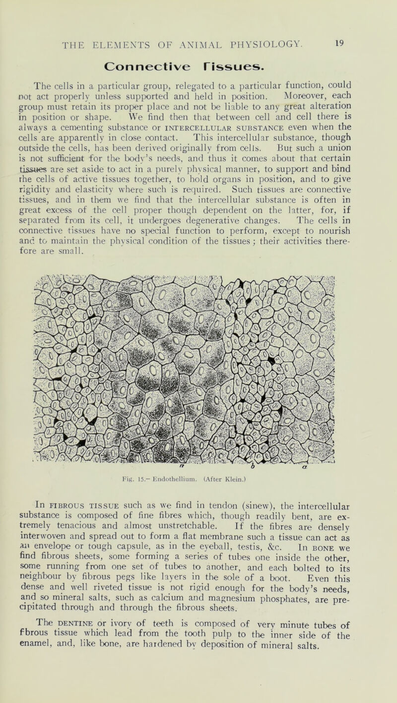 Connective Tissues. The cells in a particular group, relegated to a particular function, could not act properly unless supported and held in position. Moreover, each group must retain its proper place and not be liable to any great alteration in position or shape. We find then that between cell and cell there is always a cementing substance or intercellular substance even when the cells are apparently in close contact. This intercellular substance, though outside the cells, has been derived originally from cells. But such a union is not sufficient for the body’s needs, and thus it comes about that certain tissues are set aside to act in a purely physical manner, to support and bind rhe cells of active tissues together, to hold organs in position, and to give rigidity and elasticity where such is required. Such tissues are connective tissues, and in them we find that the intercellular substance is often in great excess of the cell proper though dependent on the latter, for, if separated from its cell, it undergoes degenerative changes. The cells in connective tissues have no special function to perform, except to nourish and to maintain the physical condition of the tissues; their activities there- fore are small. Fig. 15.— Endothellium. (After Klein.) In fibrous tissue such as we find in tendon (sinew), the intercellular substance is composed of fine fibres which, though readily bent, are ex- tremely tenacious and almost unstretchable. If the fibres are denselv interwoven and spread out to form a flat membrane such a tissue can act as an envelope or tough capsule, as in the eyeball, testis, &c. In bone we find fibrous sheets, some forming a series of tubes one inside the other, some running from one set of tubes to another, and each bolted to its neighbour by fibrous pegs like layers in the sole of a boot. Even this dense and well riveted tissue is not rigid enough for the body’s needs, and so mineral salts, such as calcium and magnesium phosphates, are pre- cipitated through and through the fibrous sheets. The dentine or ivory of teeth is composed of very minute tubes of fbrous tissue which lead from the tooth pulp to the inner side of the enamel, and, like bone, are hardened by deposition of mineral salts.