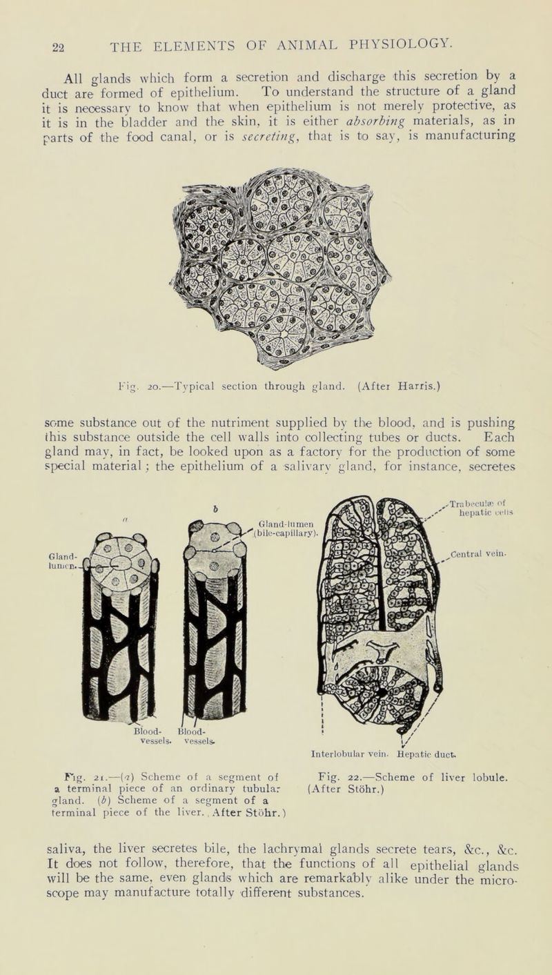 All glands which form a secretion and discharge this secretion by a duct are formed of epithelium. To understand the structure of a gland it is necessary to know that when epithelium is not merely protective, as it is in the bladder and the skin, it is either absorbing materials, as in parts of the food canal, or is secreting, that is to say, is manufacturing Fig. 20.—Tvpical section through gland. (After Harris.) some substance out of the nutriment supplied by the blood, and is pushing this substance outside the cell walls into collecting tubes or ducts. Each gland may, in fact, be looked upon as a factory for the production of some special material; the epithelium of a salivary gland, for instance, secretes Interlobular vein. Hepatic duct. d- vessels. Gland- lumen. Fig. 21.—E) Scheme of a segment of Fig. 22.—Scheme of liver lobule, a terminal piece of an ordinary tubular (After Stohr.) gland, (b) Scheme of a segment of a terminal piece of the liver.. After Stohr.) saliva, the liver secretes bile, the lachrymal glands secrete tears, &c., &c. It does not follow, therefore, that the functions of all epithelial glands will be the same, even glands which are remarkably alike under the micro- scope may manufacture totally different substances.