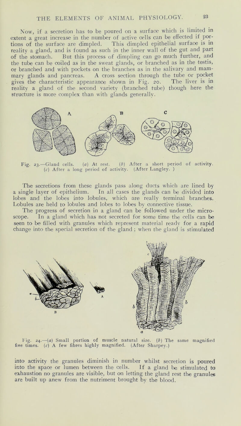 Now, if a secretion has to be poured on a surface which is limited in extent a great increase in the number of active cells can be effected if por- tions of the surface are dimpled. This dimpled epithelial surface is in reality a. gland, and is found as such in the inner wall of the gut and part of the stomach. But this process of dimpling can go much further, and the tube can be coiled as in the sweat glands, or branched as in the testis, or branched and with pockets on the branches as in the salivary and mam- mary glands and pancreas. A cross section through the tube or pocket gives the characteristic appearance shown in Fig. 20. The liver is in reality a gland of the second variety (branched tube) though here the structure is more complex than with glands generally. Fig. 23.—Gland cells. (a) At rest. (b) After a short period of activity. (c) After a long period of activity. (After Langley. ) The secretions from these glands pass along ducts which are lined by a single layer of epithelium. In all cases the glands can be divided into lobes and the lobes into lobules, which are really terminal branches. Lobules are held to lobules and lobes to lobes by connective tissue. The progress of secretion in a gland can be followed under the micro- scope. In a gland which has not secreted for some time the cells can be seen to be filled with granules which represent material readv for a rapid change into the special secretion of the gland ; when the gland is stimulated Fig. 24.—(a) Small portion of muscle natural size, (b) The same magnified five times. (c) A few fibres highly magnified. (After Sharpey.) into activity the granules diminish in number whilst secretion is poured into the space or lumen between the cells. If a gland be stimulated to exhaustion no granules are visible, but on letting, the gland rest the granules are built up anew from the nutriment brought bv the blood.