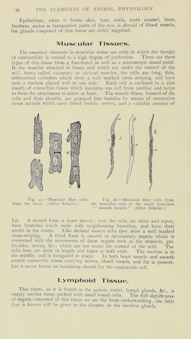 Epithelium, when it forms skin, hair, nails, tooth enamel, horn, feathers, scales or transparent parts of the eye, is devoid of blood vessels, but glands composed of this tissue are richly supplied. Muscular Tissues. The essential elements in muscular tissue are cells in which the faculty of contractility is carried to a high degree of perfection. There are three types of this tissue from a functional as well as a microscopic stand-point. In the muscles attached to bones and which are under the control of the will, hence called voluntary or skeletal muscles, the cells are long, thin, unbranched cylinders which show a well marked cross striping, and have each a nucleus placed well to one side. Each cell is enclosed in a thin sheath of connective tissue which insulates one cell from another and helps to form the attachment to sinew or bone. The muscle fibres, formed of the cells and their sheaths, are grouped into bundles bv means of connective tissue strands which carry blood vessels, nerves, and a variable amount of Fig. 25.—Muscular fibre cells from the heart. (After Schafer.) Fig. 26.—Muscular fibre cells from the muscular coat of the small intestine* —“smooth muscle.” (After Schafer.) fat. A second form is heart muscle; here the cells are short and squat, have branches which unite with neighbouring branches, and have their nuclei in the centre. Like skeletal muscle cells they show a well marked cross-striping. A third form is smooth or Involuntary muscle which is concerned with the movements of those organs such as the stomach, gut. bladder, uterus. &c., which are not under the control of the will. The cells here are short in length and taper at both ends. The nucleus is in the middle, and is elongated in shape. In both heart muscle and smooth muscle connective tissue carrying nerves, blood vessels, and fat is present, but it never forms an insulating sheath for the contractile cell. Lymphoid Tissue. This tissue, as it is found in the spleen, tonsil, lvmph glands, &c., is simply areolar tissue packed with small round cells. 'The full significance of organs composed of this tissue we are far from understanding ,&the little that is known will be given in the chapter on the ductless glands.