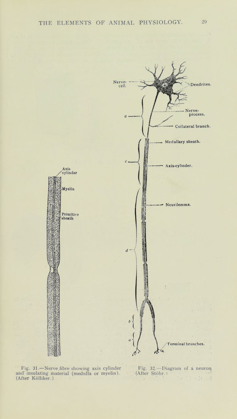 Axis /cylinder Myelin Primitive 'sheath EKi Fig. 31.—Nerve .fibre showing axis cylinder Fig. 32.—Diagram of a neuron and’insulating material (medulla or myelin). (After Stohr.) (After Kolliker.)