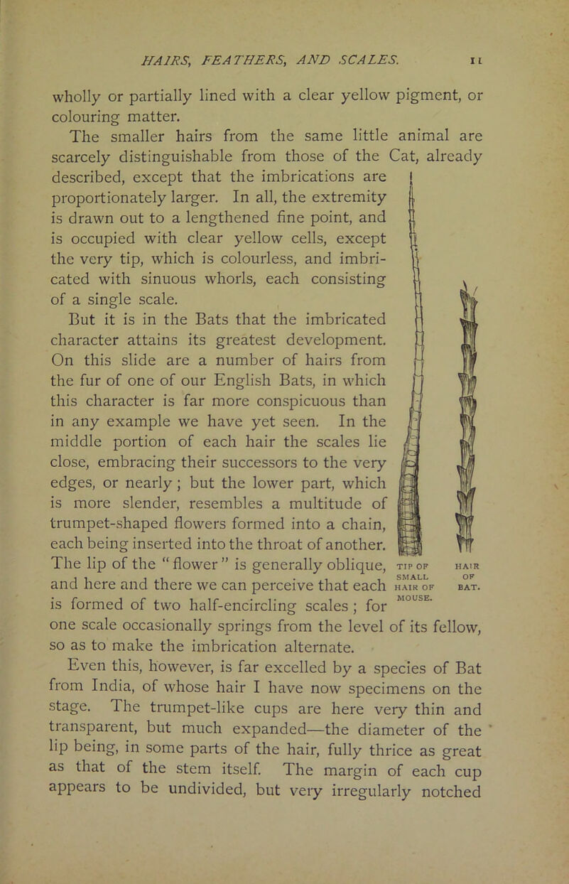 wholly or partially lined with a clear yellow pigment, or colouring matter. The smaller hairs from the same little animal are scarcely distinguishable from those of the Cat, already described, except that the imbrications are proportionately larger. In all, the extremity is drawn out to a lengthened fine point, and is occupied with clear yellow cells, except the very tip, which is colourless, and imbri- cated with sinuous whorls, each consisting of a single scale. But it is in the Bats that the imbricated character attains its greatest development. On this slide are a number of hairs from the fur of one of our English Bats, in which this character is far more conspicuous than in any example we have yet seen. In the middle portion of each hair the scales lie close, embracing their successors to the very edges, or nearly ; but the lower part, which is more slender, resembles a multitude of trumpet-shaped flowers formed into a chain, each being inserted into the throat of another. The lip of the “ flower ” is generally oblique, tip of and here and there we can perceive that each HAIR OF BAT. is formed of two half-encircling scales ; for M0LSE' one scale occasionally springs from the level of its fellow, so as to make the imbrication alternate. Even this, however, is far excelled by a species of Bat from India, of whose hair I have now specimens on the stage. The trumpet-like cups are here very thin and transparent, but much expanded—the diameter of the lip being, in some parts of the hair, fully thrice as great as that of the stem itself. The margin of each cup appears to be undivided, but very irregularly notched