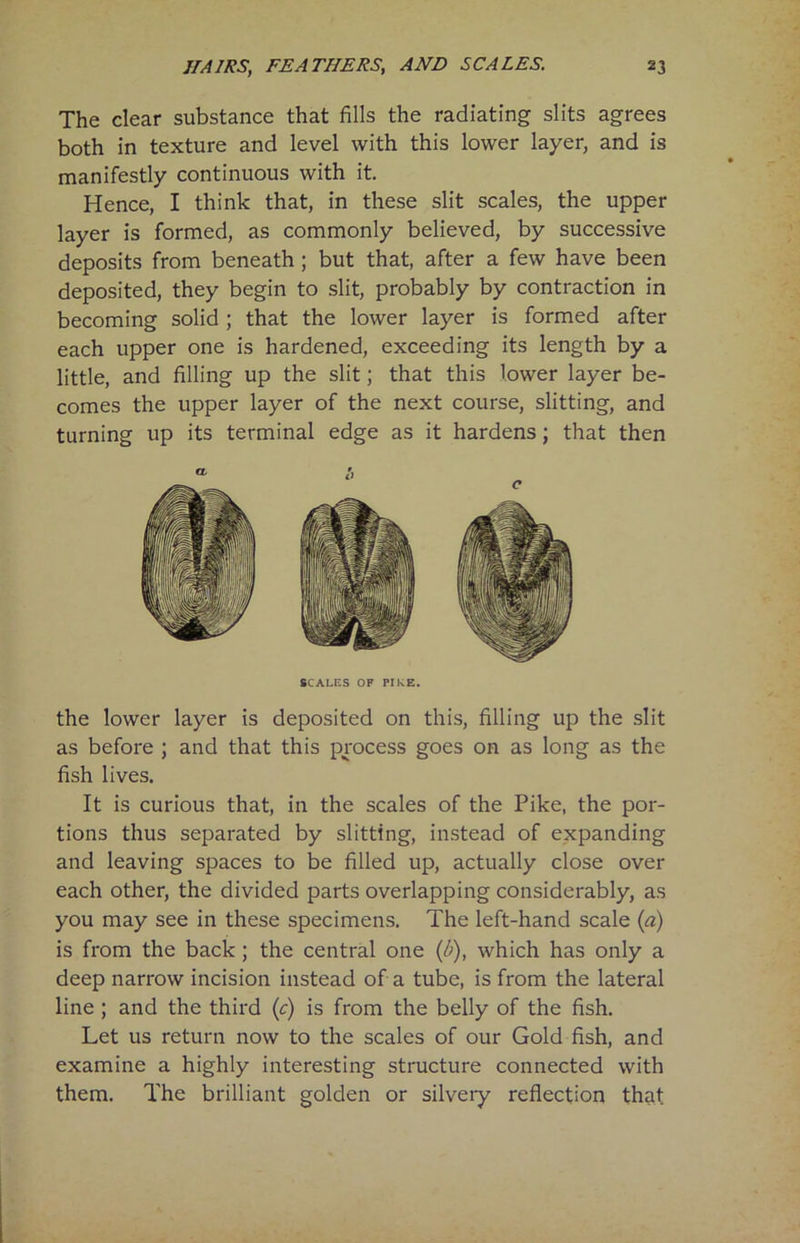 The clear substance that fills the radiating slits agrees both in texture and level with this lower layer, and is manifestly continuous with it. Hence, I think that, in these slit scales, the upper layer is formed, as commonly believed, by successive deposits from beneath ; but that, after a few have been deposited, they begin to slit, probably by contraction in becoming solid ; that the lower layer is formed after each upper one is hardened, exceeding its length by a little, and filling up the slit; that this lower layer be- comes the upper layer of the next course, slitting, and turning up its terminal edge as it hardens; that then SCALES OF PIKE. the lower layer is deposited on this, filling up the slit as before ; and that this process goes on as long as the fish lives. It is curious that, in the scales of the Pike, the por- tions thus separated by slitting, instead of expanding and leaving spaces to be filled up, actually close over each other, the divided parts overlapping considerably, as you may see in these specimens. The left-hand scale (a) is from the back ; the central one (/>), which has only a deep narrow incision instead of a tube, is from the lateral line ; and the third (c) is from the belly of the fish. Let us return now to the scales of our Gold fish, and examine a highly interesting structure connected with them. The brilliant golden or silvery reflection that