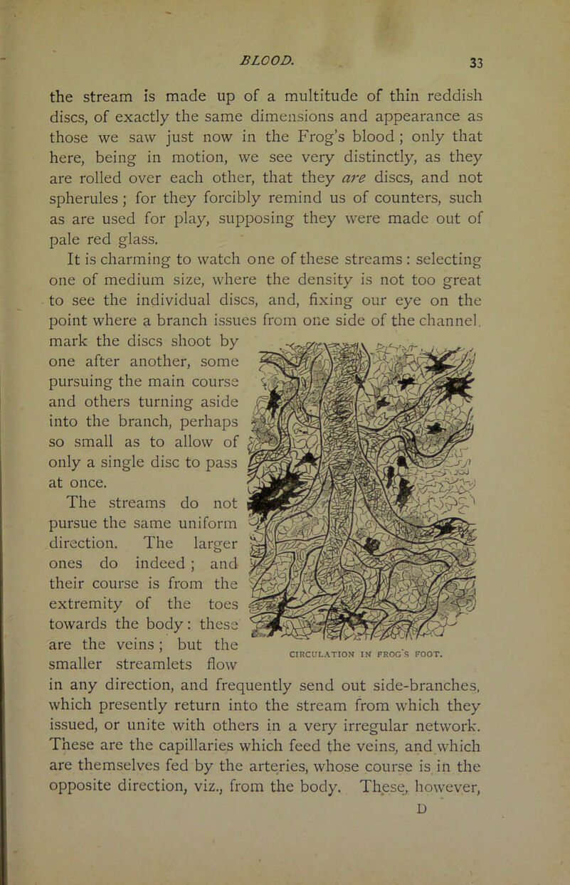 the stream is made up of a multitude of thin reddish discs, of exactly the same dimensions and appearance as those we saw just now in the Frog’s blood ; only that here, being in motion, we see very distinctly, as they are rolled over each other, that they are discs, and not spherules ; for they forcibly remind us of counters, such as are used for play, supposing they were made out of pale red glass. It is charming to watch one of these streams : selecting one of medium size, where the density is not too great to see the individual discs, and, fixing our eye on the point where a branch issues from one side of the channel, mark the discs shoot by one after another, some pursuing the main course and others turning aside into the branch, perhaps so small as to allow of only a single disc to pass at once. The streams do not pursue the same uniform direction. The larger ones do indeed ; and their course is from the extremity of the toes towards the body: these are the veins; but the CIRCULATION IN FROGS FOOT. smaller streamlets now in any direction, and frequently send out side-branches, which presently return into the stream from which they issued, or unite with others in a very irregular network. These are the capillaries which feed the veins, and which are themselves fed by the arteries, whose course is in the opposite direction, viz., from the body. These, however, D