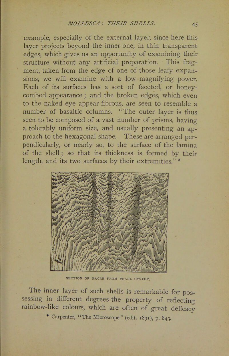 example, especially of the external layer, since here this layer projects beyond the inner one, in thin transparent edges, which gives us an opportunity of examining their structure without any artificial preparation. This frag- ment, taken from the edge of one of those leafy expan- sions, we will examine with a low magnifying power. Each of its surfaces has a sort of faceted, or honey- combed appearance ; and the broken edges, which even to the naked eye appear fibrous, are seen to resemble a number of basaltic columns. “The outer layer is thus seen to be composed of a vast number of prisms, having a tolerably uniform size, and usually presenting an ap- proach to the hexagonal shape. These are arranged per- pendicularly, or nearly so, to the surface of the lamina of the shell; so that its thickness is formed by their length, and its two surfaces by their extremities.” * SECTION OF NACRE FROM PEARL OYSTER. The inner layer of such shells is remarkable for pos- sessing in different degrees the property of reflecting rainbow-like colours, which are often of great delicacy * Carpenter, “The Microscope” (edit. 1891), p. 843.