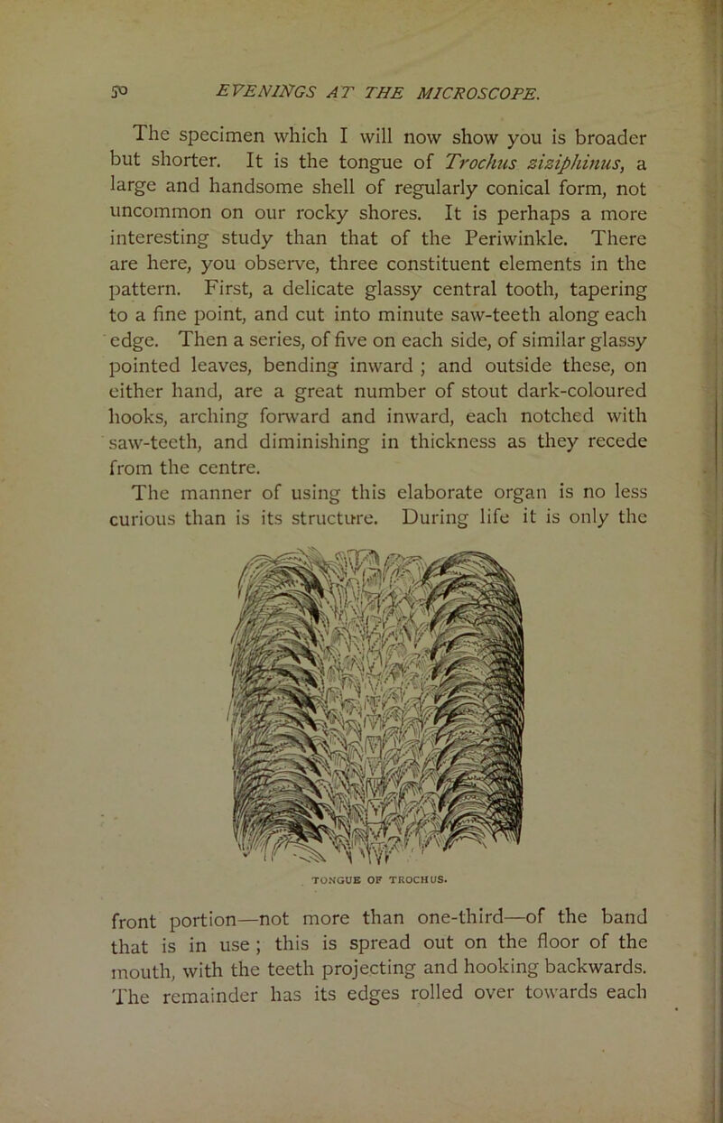 The specimen which I will now show you is broader but shorter. It is the tongue of Trochus ziziphinus, a large and handsome shell of regularly conical form, not uncommon on our rocky shores. It is perhaps a more interesting study than that of the Periwinkle. There are here, you observe, three constituent elements in the pattern. First, a delicate glassy central tooth, tapering to a fine point, and cut into minute saw-teeth along each edge. Then a series, of five on each side, of similar glassy pointed leaves, bending inward ; and outside these, on either hand, are a great number of stout dark-coloured hooks, arching forward and inward, each notched with saw-teeth, and diminishing in thickness as they recede from the centre. The manner of using this elaborate organ is no less curious than is its structure. During life it is only the TONGUE OF TROCHUS. front portion—not more than one-third—of the band that is in use ; this is spread out on the floor of the mouth, with the teeth projecting and hooking backwards. The remainder has its edges rolled over towards each