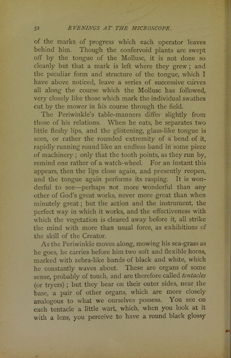 of the marks, of progress which each operator leaves behind him. Though the confervoid plants are swept off by the tongue of the Mollusc, it is not done so cleanly but that a mark is left where they grew ; and the peculiar form and structure of the tongue, which I have above noticed, leave a series of successive curves all along the course which the Mollusc has followed, very closely like those which mark the individual swathes cut by the mower in his course through the field. The Periwinkle’s table-manners differ slightly from those of his relations. When he eats, he separates two little fleshy lips, and the glistening, glass-like tongue is seen, or rather the rounded extremity of a bend of it, rapidly running round like an endless band in some piece of machinery ; only that the tooth points, as they run by, remind one rather of a watch-wheel. For an instant this appears, then the lips close again, and presently reopen, and the tongue again performs its rasping. It is won- derful to see—perhaps not more wonderful than any other of God’s great works, never more great than when minutely great; but the action and the instrument, the perfect way in which it works, and the effectiveness with which the vegetation is cleared away before it, all strike the mind with more than usual force, as exhibitions of the skill of the Creator. As the Periwinkle moves along, mowing his sea-grass as he goes, he carries before him two soft and flexible horns, marked with zebra-like bands of black and white, which he constantly waves about. These are organs of some sense, probably of touch, and are therefore called tentacles (or tiyers) ; but they bear on their outer sides, near the base, a pair of other organs, which are more closely analogous to what we ourselves possess. You see on each tentacle a little wart, which, when you look at it with a lens, you perceive to have a round black glossy