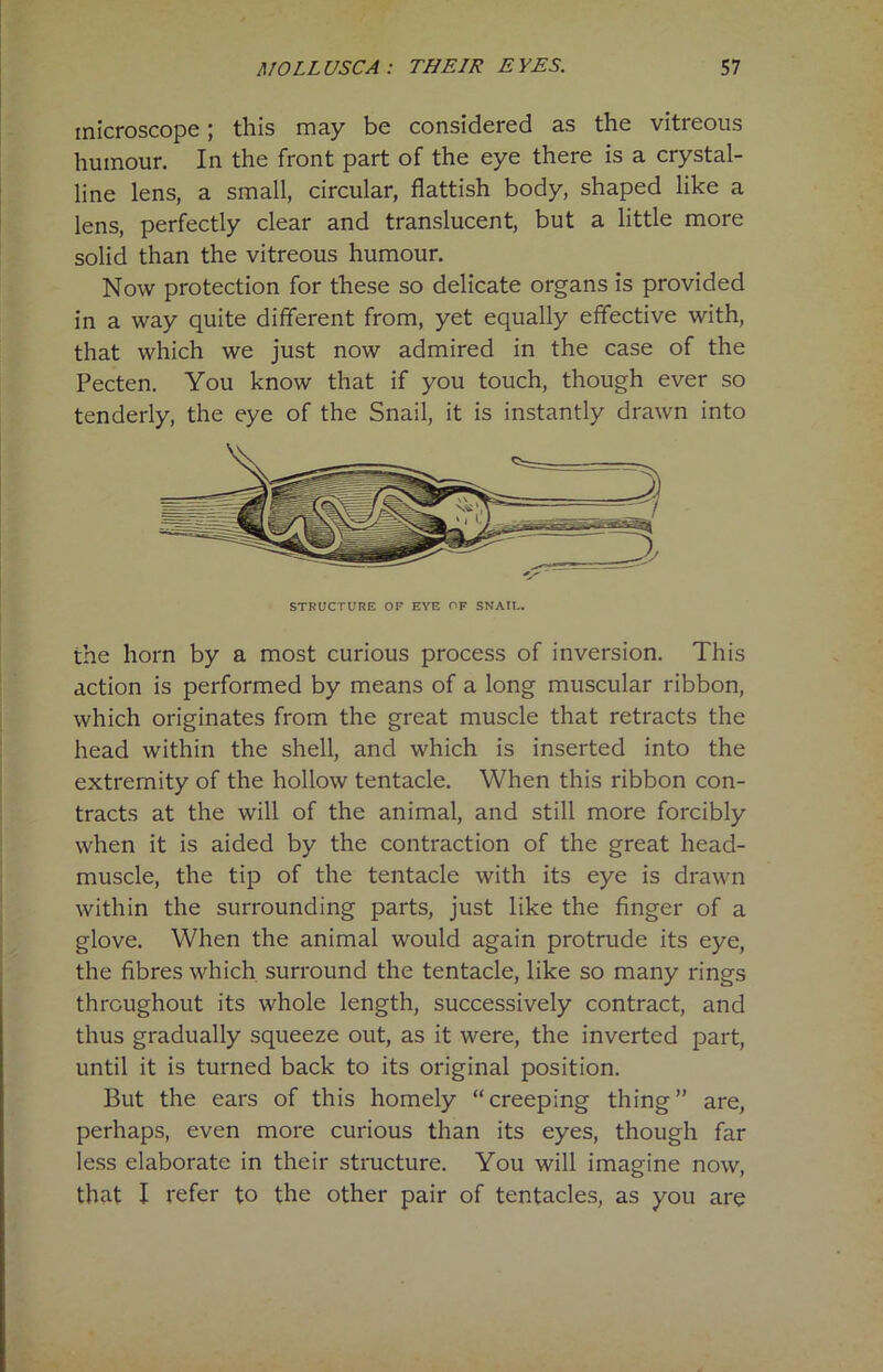 microscope; this may be considered as the vitreous humour. In the front part of the eye there is a crystal- line lens, a small, circular, flattish body, shaped like a lens, perfectly clear and translucent, but a little more solid than the vitreous humour. Now protection for these so delicate organs is provided in a way quite different from, yet equally effective with, that which we just now admired in the case of the Pecten. You know that if you touch, though ever so tenderly, the eye of the Snail, it is instantly drawn into STRUCTURE OF EYE OF SNAIL. the horn by a most curious process of inversion. This action is performed by means of a long muscular ribbon, which originates from the great muscle that retracts the head within the shell, and which is inserted into the extremity of the hollow tentacle. When this ribbon con- tracts at the will of the animal, and still more forcibly when it is aided by the contraction of the great head- muscle, the tip of the tentacle with its eye is drawn within the surrounding parts, just like the finger of a glove. When the animal would again protrude its eye, the fibres which surround the tentacle, like so many rings throughout its whole length, successively contract, and thus gradually squeeze out, as it were, the inverted part, until it is turned back to its original position. But the ears of this homely “creeping thing” are, perhaps, even more curious than its eyes, though far less elaborate in their structure. You will imagine now, that I refer to the other pair of tentacles, as you are