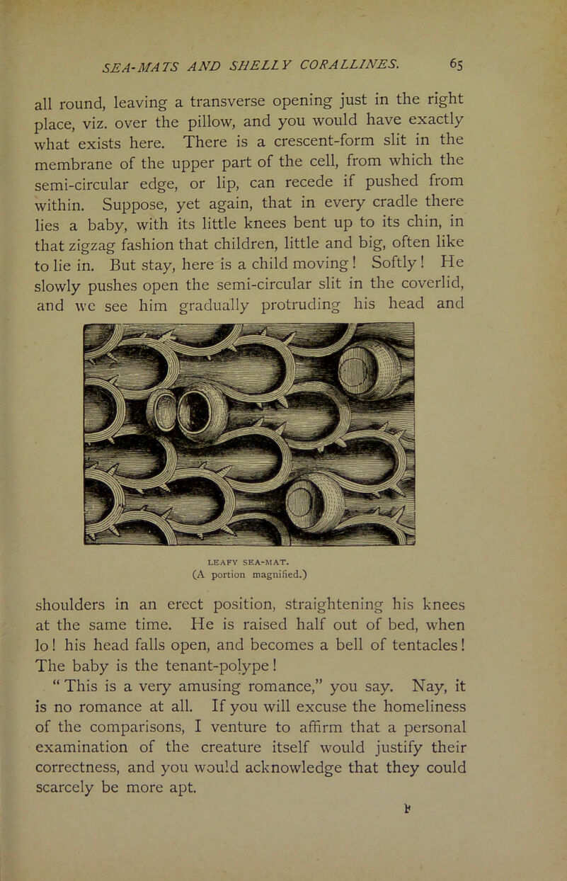 all round, leaving a transverse opening just in the right place, viz. over the pillow, and you would have exactly what exists here. There is a crescent-form slit in the membrane of the upper part of the cell, from which the semi-circular edge, or lip, can recede if pushed from within. Suppose, yet again, that in every cradle there lies a baby, with its little knees bent up to its chin, in that zigzag fashion that children, little and big, often like to lie in. But stay, here is a child moving ! Softly ! He slowly pushes open the semi-circular slit in the coverlid, and we see him gradually protruding his head and LEAFY SEA-MAT. (A portion magnified.) shoulders in an erect position, straightening his knees at the same time. He is raised half out of bed, when lo! his head falls open, and becomes a bell of tentacles! The baby is the tenant-polype! “ This is a very amusing romance,” you say. Nay, it is no romance at all. If you will excuse the homeliness of the comparisons, I venture to affirm that a personal examination of the creature itself would justify their correctness, and you would acknowledge that they could scarcely be more apt.