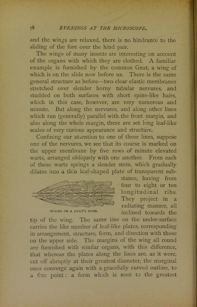 and the wings are relaxed, there is no hindrance to the sliding of the fore over the hind pair. The wings of many insects are interesting on account of the organs with which they are clothed. A familiar example is furnished by the common Gnat, a wing of which is on the slide now before us. There is the same general structure as before—two clear elastic membranes stretched over slender horny tubular nervures, and studded on both surfaces with short spine-like hairs, which in this case, however, are very numerous and minute. But along the nervures, and along other lines which run (generally) parallel with.the front margin, and also along the whole margin, there are set long leaf-like scales of very curious appearance and structure. Confining our attention to one of these lines, suppose one of the nervures, we see that its course is marked on the upper membrane by five rows of minute elevated warts, arranged obliquely with one another. From each of these warts springs a slender stem, which gradually dilates into a thin leaf-shaped plate of transparent sub- stance, having from four to eight or ten longitudinal ribs. They project in a iadiating manner, all scales ON A gnat’s wmo. inclined towards the tip of the wing. The same line on the under-surface carries the like number of leaf-like plates, corresponding in arrangement, structure, form, and direction with those on the upper side. The margins of the wing all round are furnished with similar organs, with this difference, that whereas the plates along the lines are, as it were, cut off abruptly at their greatest diameter, the marginal ones converge again with a gracefully curved outline, to a fine point: a form which is seen to the greatest