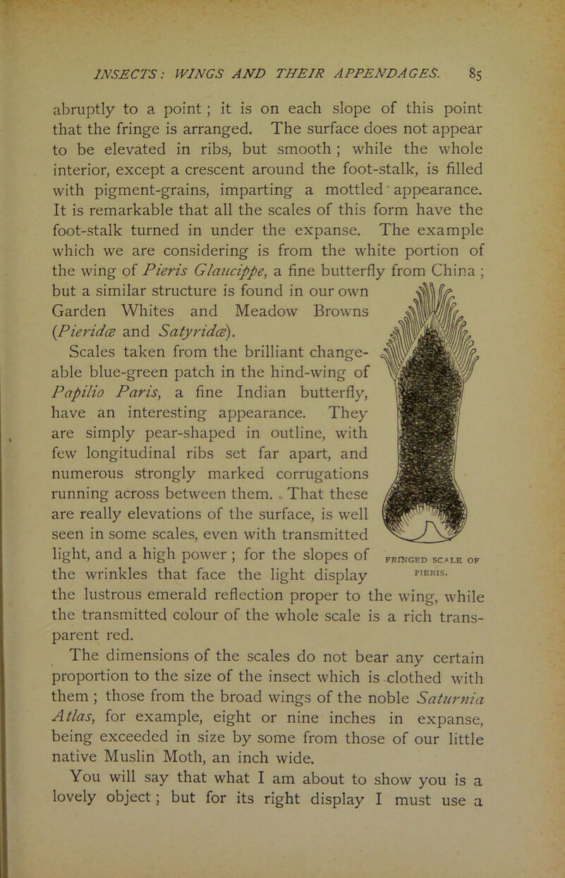 abruptly to a point; it is on each slope of this point that the fringe is arranged. The surface does not appear to be elevated in ribs, but smooth; while the whole interior, except a crescent around the foot-stalk, is filled with pigment-grains, imparting a mottled appearance. It is remarkable that all the scales of this form have the foot-stalk turned in under the expanse. The example which we are considering is from the white portion of the wing of Pieris Glaucippe, a fine butterfly from China ; but a similar structure is found in our own Garden Whites and Meadow Browns (Pieridce and Satyr idee). Scales taken from the brilliant change- able blue-green patch in the hind-wing of Papilio Paris, a fine Indian butterfly, have an interesting appearance. They are simply pear-shaped in outline, with few longitudinal ribs set far apart, and numerous strongly marked corrugations running across between them. That these are really elevations of the surface, is well seen in some scales, even with transmitted light, and a high power ; for the slopes of FRrT;GED SCALE OF the wrinkles that face the light display pieris. the lustrous emerald reflection proper to the wing, while the transmitted colour of the whole scale is a rich trans- parent red. The dimensions of the scales do not bear any certain proportion to the size of the insect which is clothed with them ; those from the broad wings of the noble Saturnia Atlas, for example, eight or nine inches in expanse, being exceeded in size by some from those of our little native Muslin Moth, an inch wide. You will say that what I am about to show you is a lovely object; but for its right display I must use a