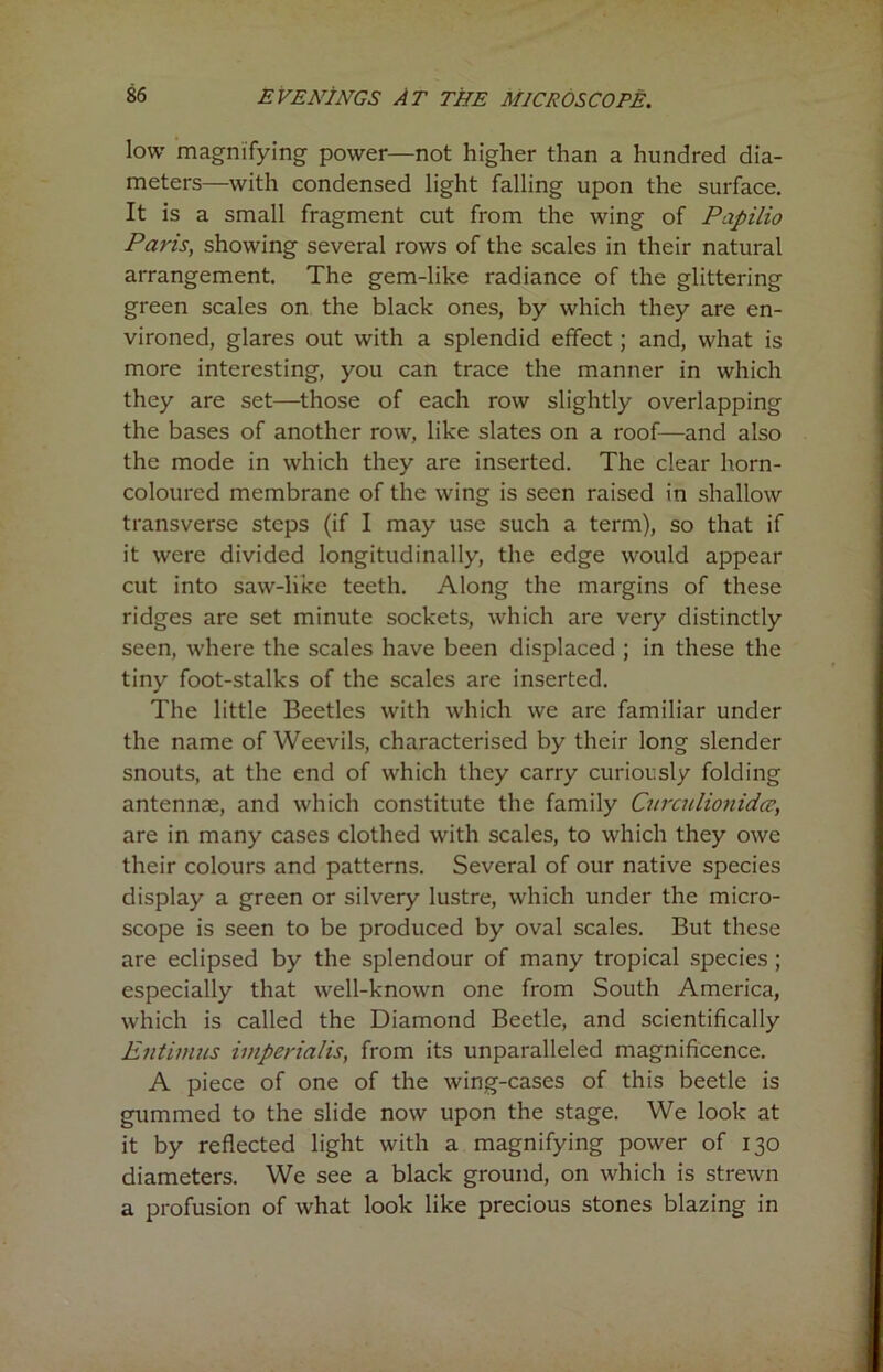 low magnifying power—not higher than a hundred dia- meters—with condensed light falling upon the surface. It is a small fragment cut from the wing of Papilio Paris, showing several rows of the scales in their natural arrangement. The gem-like radiance of the glittering green scales on the black ones, by which they are en- vironed, glares out with a splendid effect; and, what is more interesting, you can trace the manner in which they are set—those of each row slightly overlapping the bases of another row, like slates on a roof—and also the mode in which they are inserted. The clear horn- coloured membrane of the wing is seen raised in shallow transverse steps (if I may use such a term), so that if it were divided longitudinally, the edge would appear cut into saw-like teeth. Along the margins of these ridges are set minute sockets, which are very distinctly seen, where the scales have been displaced ; in these the tiny foot-stalks of the scales are inserted. The little Beetles with which we are familiar under the name of Weevils, characterised by their long slender snouts, at the end of which they carry curiously folding antennae, and which constitute the family Curculionidce, are in many cases clothed with scales, to which they owe their colours and patterns. Several of our native species display a green or silvery lustre, which under the micro- scope is seen to be produced by oval scales. But these are eclipsed by the splendour of many tropical species ; especially that well-known one from South America, which is called the Diamond Beetle, and scientifically Entimus imperialis, from its unparalleled magnificence. A piece of one of the wing-cases of this beetle is gummed to the slide now upon the stage. We look at it by reflected light with a magnifying power of 130 diameters. We see a black ground, on which is strewn a profusion of what look like precious stones blazing in