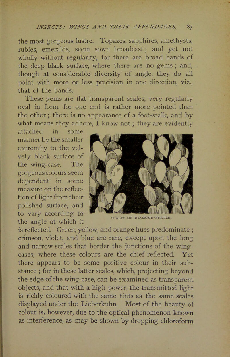 the most gorgeous lustre. Topazes, sapphires, amethysts, rubies, emeralds, seem sown broadcast; and yet not wholly without regularity, for there are broad bands of the deep black surface, where there are no gems ; and, though at considerable diversity of angle, they do all point with more or less precision in one direction, viz., that of the bands. These gems are flat transparent scales, very regularly oval in form, for one end is rather more pointed than the other; there is no appearance of a foot-stalk, and by what means they adhere, I know not; they are evidently attached in some manner by the smaller extremity to the vel- vety black surface of the wing-case. The gorgeouscolours seem dependent in some measure on the reflec- tion of light from their polished surface, and to vary according to . SCALES OF DIAMOND-BEETLE. the angle at which it is reflected. Green, yellow, and orange hues predominate ; crimson, violet, and blue are rare, except upon the long and narrow scales that border the junctions of the wing- cases, where these colours are the chief reflected. Yet there appears to be some positive colour in their sub- stance ; for in these latter scales, which, projecting beyond the edge of the wing-case, can be examined as transparent objects, and that with a high power, the transmitted light is richly coloured with the same tints as the same scales displayed under the Lieberkuhn. Most of the beauty of colour is, however, due to the optical phenomenon known as interference, as may be shown by dropping chloroform
