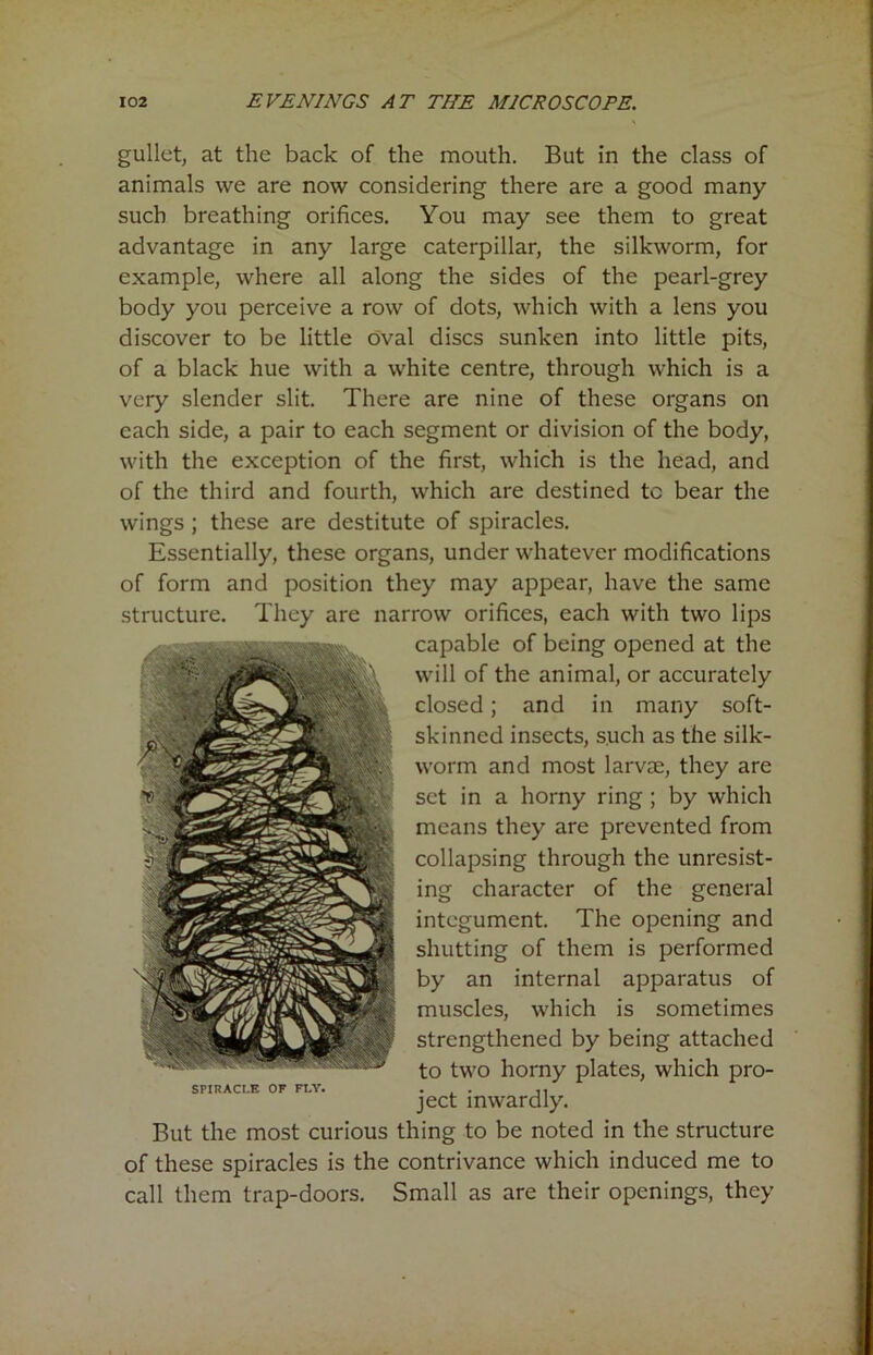gullet, at the back of the mouth. But in the class of animals we are now considering there are a good many such breathing orifices. You may see them to great advantage in any large caterpillar, the silkworm, for example, where all along the sides of the pearl-grey body you perceive a row of dots, which with a lens you discover to be little oval discs sunken into little pits, of a black hue with a white centre, through which is a very slender slit. There are nine of these organs on each side, a pair to each segment or division of the body, with the exception of the first, which is the head, and of the third and fourth, which are destined to bear the wings ; these are destitute of spiracles. Essentially, these organs, under whatever modifications of form and position they may appear, have the same structure. They are narrow orifices, each with two lips capable of being opened at the will of the animal, or accurately closed; and in many soft- skinned insects, such as the silk- worm and most larvae, they are set in a horny ring ; by which means they are prevented from collapsing through the unresist- ing character of the general integument. The opening and shutting of them is performed by an internal apparatus of muscles, which is sometimes strengthened by being attached to two horny plates, which pro- ject inwardly. But the most curious thing to be noted in the structure of these spiracles is the contrivance which induced me to call them trap-doors. Small as are their openings, they SPIRACLE OF FLY.