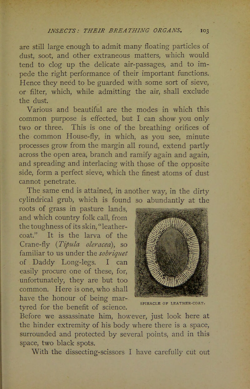 are still large enough to admit many floating particles of dust, soot, and other extraneous matters, which would tend to clog up the delicate air-passages, and to im- pede the right performance of their important functions. Hence they need to be guarded with some sort of sieve, or filter, which, while admitting the air, shall exclude the dust. Various and beautiful are the modes in which this common purpose is effected, but I can show you only two or three. This is one of the breathing orifices of the common House-fly, in which, as you see, minute processes grow from the margin all round, extend partly across the open area, branch and ramify again and again, and spreading and interlacing with those of the opposite side, form a perfect sieve, which the finest atoms of dust cannot penetrate. The same end is attained, in another way, in the dirty cylindrical grub, which is found so abundantly at the roots of grass in pasture lands, and which country folk call, from the toughness of its skin, “leather- coat.” It is the larva of the Crane-fly (Tipula oleracea), so familiar to us under the sobriquet of Daddy Long-legs. I can easily procure one of these, for, unfortunately, they are but too common. Here is one, who shall have the honour of being mar- tyred for the benefit of science. Before we assassinate him, however, just look here at the hinder extremity of his body where there is a space, surrounded and protected by several points, and in this space, two black spots. With the dissecting-scissors I have carefully cut out SPIRACLE OF LEATHER-COAT.