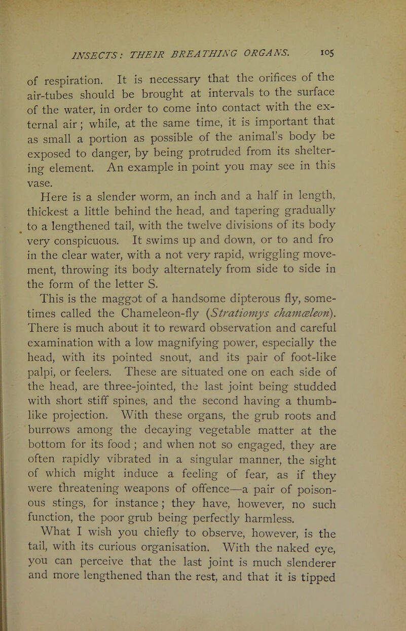 of respiration. It is necessary that the orifices of the air-tubes should be brought at intervals to the surface of the water, in order to come into contact with the ex- ternal air; while, at the same time, it is important that as small a portion as possible of the animal’s body be exposed to danger, by being protruded from its shelter- ing element. An example in point you may see in this vase. Here is a slender worm, an inch and a half in length, thickest a little behind the head, and tapering gradually to a lengthened tail, with the twelve divisions of its body very conspicuous. It swims up and down, or to and fro in the clear water, with a not very rapid, wriggling move- ment, throwing its body alternately from side to side in the form of the letter S. This is the maggot of a handsome dipterous fly, some- times called the Chameleon-fly (Stratiomys chamceleon). There is much about it to reward observation and careful examination with a low magnifying power, especially the head, with its pointed snout, and its pair of foot-like palpi, or feelers. These are situated one on each side of the head, are three-jointed, the last joint being studded with short stiff spines, and the second having a thumb- like projection. With these organs, the grub roots and burrows among the decaying vegetable matter at the bottom for its food ; and when not so engaged, they are often rapidly vibrated in a singular manner, the sight of which might induce a feeling of fear, as if they were threatening weapons of offence—a pair of poison- ous stings, for instance; they have, however, no such function, the poor grub being perfectly harmless. What I wish you chiefly to observe, however, is the tail, with its curious organisation. With the naked eye, you can perceive that the last joint is much slenderer and more lengthened than the rest, and that it is tipped