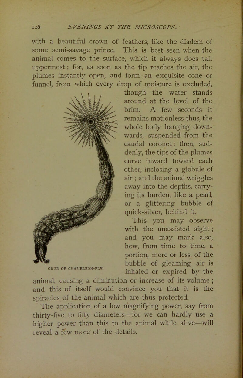 with a beautiful crown of feathers, like the diadem of some semi-savage prince. This is best seen when the animal comes to the surface, which it always does tail uppermost; for, as soon as the tip reaches the air, the plumes instantly open, and form an exquisite cone or funnel, from which every drop of moisture is excluded, though the water stands around at the level of the brim. A few seconds it remains motionless thus, the whole body hanging down- wards, suspended from the caudal coronet: then, sud- denly, the tips of the plumes curve inward toward each other, inclosing a globule of air ; and the animal wriggles away into the depths, carry- ing its burden, like a pearl, or a glittering bubble of quick-silver, behind it. This you may observe with the unassisted sight; and you may mark also, how, from time to time, a portion, more or less, of the bubble of gleaming air is GRUB OF CHAMELEON-FLY. . , . , . , , ,, inhaled or expired by the animal, causing a diminution or increase of its volume ; and this of itself would convince you that it is the spiracles of the animal which are thus protected. The application of a low magnifying power, say from thirty-five to fifty diameters—for we can hardly use a higher power than this to the animal while alive—will reveal a few more of the details.