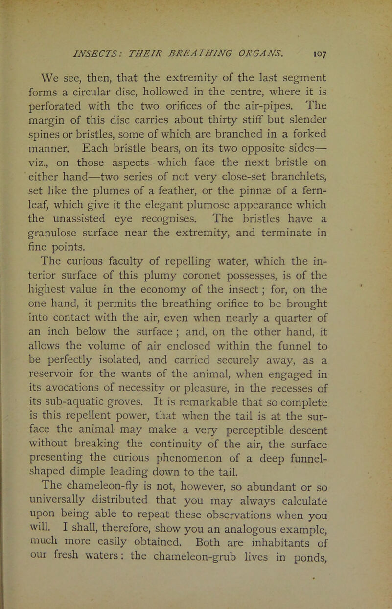We see, then, that the extremity of the last segment forms a circular disc, hollowed in the centre, where it is perforated with the two orifices of the air-pipes. The margin of this disc carries about thirty stiff but slender spines or bristles, some of which are branched in a forked manner. Each bristle bears, on its two opposite sides— viz., on those aspects which face the next bristle on either hand—two series of not very close-set branchlets, set like the plumes of a feather, or the pinnae of a fern- leaf, which give it the elegant plumose appearance which the unassisted eye recognises. The bristles have a granulose surface near the extremity, and terminate in fine points. The curious faculty of repelling water, which the in- terior surface of this plumy coronet possesses, is of the highest value in the economy of the insect; for, on the one hand, it permits the breathing orifice to be brought into contact with the air, even when nearly a quarter of an inch below the surface ; and, on the other hand, it allows the volume of air enclosed within the funnel to be perfectly isolated, and carried securely away, as a reservoir for the wants of the animal, when engaged in its avocations of necessity or pleasure, in the recesses of its sub-aquatic groves. It is remarkable that so complete is this repellent power, that when the tail is at the sur- face the animal may make a very perceptible descent without breaking the continuity of the air, the surface presenting the curious phenomenon of a deep funnel- shaped dimple leading down to the tail. The chameleon-fly is not, however, so abundant or so universally distributed that you may always calculate upon being able to repeat these observations when you will. I shall, therefore, show you an analogous example, much more easily obtained. Both are inhabitants of our fresh waters: the chameleon-grub lives in ponds,