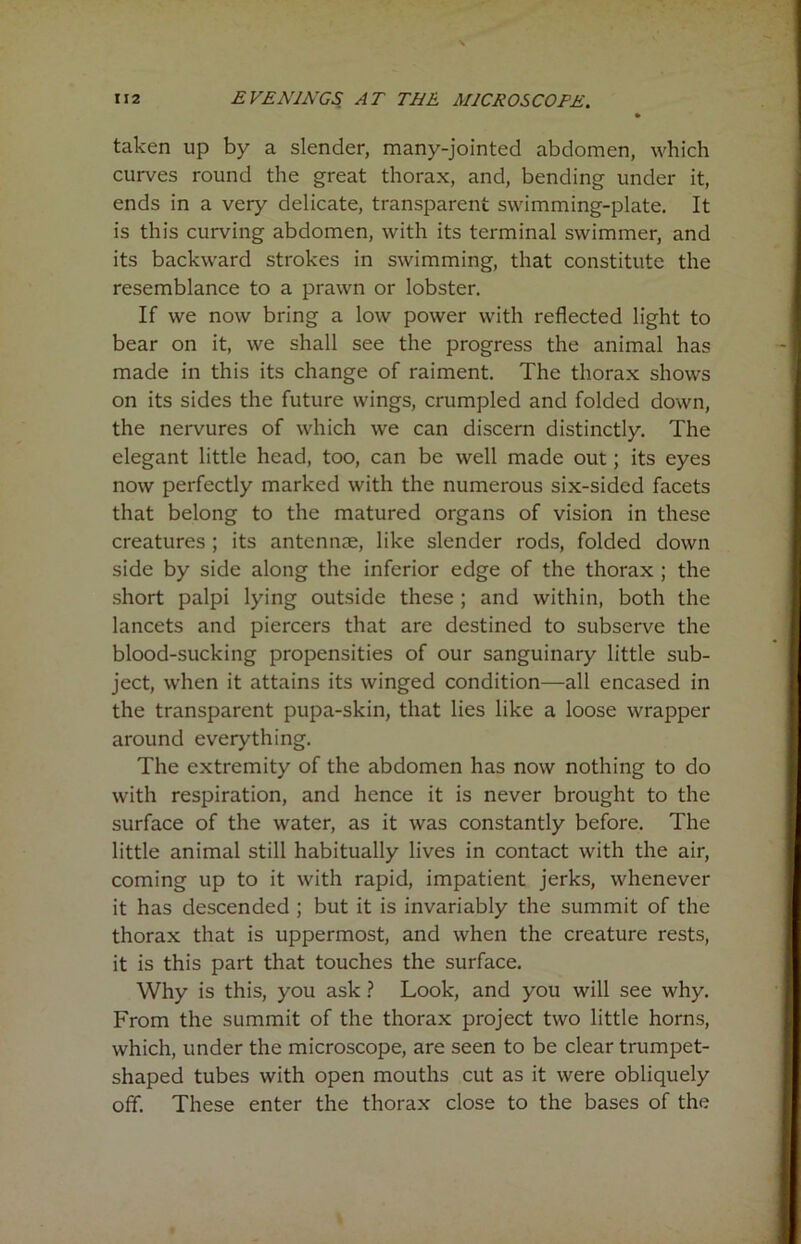 taken up by a slender, many-jointed abdomen, which curves round the great thorax, and, bending under it, ends in a very delicate, transparent swimming-plate. It is this curving abdomen, with its terminal swimmer, and its backward strokes in swimming, that constitute the resemblance to a prawn or lobster. If we now bring a low power with reflected light to bear on it, we shall see the progress the animal has made in this its change of raiment. The thorax shows on its sides the future wings, crumpled and folded down, the nervures of which we can discern distinctly. The elegant little head, too, can be well made out; its eyes now perfectly marked with the numerous six-sided facets that belong to the matured organs of vision in these creatures ; its antennae, like slender rods, folded down side by side along the inferior edge of the thorax ; the short palpi lying outside these ; and within, both the lancets and piercers that are destined to subserve the blood-sucking propensities of our sanguinary little sub- ject, when it attains its winged condition—all encased in the transparent pupa-skin, that lies like a loose wrapper around everything. The extremity of the abdomen has now nothing to do with respiration, and hence it is never brought to the surface of the water, as it was constantly before. The little animal still habitually lives in contact with the air, coming up to it with rapid, impatient jerks, whenever it has descended ; but it is invariably the summit of the thorax that is uppermost, and when the creature rests, it is this part that touches the surface. Why is this, you ask ? Look, and you will see why. From the summit of the thorax project two little horns, which, under the microscope, are seen to be clear trumpet- shaped tubes with open mouths cut as it were obliquely off. These enter the thorax close to the bases of the