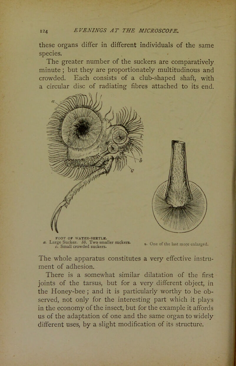 ,24 these organs differ in different individuals of the same species. The greater number of the suckers are comparatively minute ; but they are proportionately multitudinous and crowded. Each consists of a club-shaped shaft, with a circular disc of radiating fibres attached to its end. FOOT OF WATER-BEETLE. a. Large Sucker, bb. Two smaller suckers. 0ne of the last more enlarged. c. bmall crowded suckers. ® The whole apparatus constitutes a very effective instru- ment of adhesion. There is a somewhat similar dilatation of the first joints of the tarsus, but for a very different object, in the Honey-bee ; and it is particularly worthy to be ob- served, not only for the interesting part which it plays in the economy of the insect, but for the example it affords us of the adaptation of one and the same organ to widely different uses, by a slight modification of its structure.