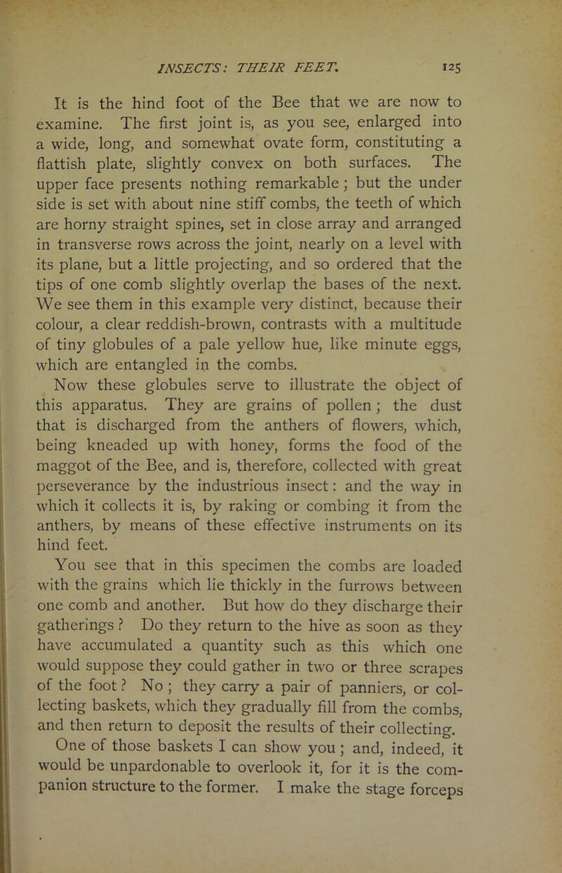 It is the hind foot of the Bee that we are now to examine. The first joint is, as you see, enlarged into a wide, long, and somewhat ovate form, constituting a flattish plate, slightly convex on both surfaces. The upper face presents nothing remarkable ; but the under side is set with about nine stiff combs, the teeth of which are horny straight spines, set in close array and arranged in transverse rows across the joint, nearly on a level with its plane, but a little projecting, and so ordered that the tips of one comb slightly overlap the bases of the next. We see them in this example very distinct, because their colour, a clear reddish-brown, contrasts with a multitude of tiny globules of a pale yellow hue, like minute eggs, which are entangled in the combs. Now these globules serve to illustrate the object of this apparatus. They are grains of pollen; the dust that is discharged from the anthers of flowers, which, being kneaded up with honey, forms the food of the maggot of the Bee, and is, therefore, collected with great perseverance by the industrious insect: and the way in which it collects it is, by raking or combing it from the anthers, by means of these effective instruments on its hind feet. You see that in this specimen the combs are loaded with the grains which lie thickly in the furrows between one comb and another. But how do they discharge their gatherings ? Do they return to the hive as soon as they have accumulated a quantity such as this which one would suppose they could gather in two or three scrapes of the foot ? No ; they carry a pair of panniers, or col- lecting baskets, which they gradually fill from the combs, and then return to deposit the results of their collecting. One of those baskets I can show you ; and, indeed, it would be unpardonable to overlook it, for it is the com- panion structure to the former. I make the stage forceps