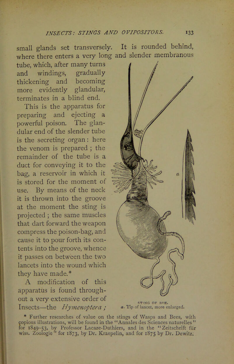 small glands set transversely. It is rounded behind, where there enters a very long and slender membranous tube, which, after many turns and windings, gradually thickening and becoming more evidently glandular, terminates in a blind end. This is the apparatus for preparing and ejecting a powerful poison. The glan- dular end of the slender tube is the secreting organ : here the venom is prepared ; the remainder of the tube is a duct for conveying it to the bag, a reservoir in which it is stored for the moment of use. By means of the neck it is thrown into the groove at the moment the sting is projected ; the same muscles that dart forward the weapon compress the poison-bag, and cause it to pour forth its con- tents into the groove, whence it passes on between the two lancets into the wound which they have made.* A modification of this apparatus is found through- out a very extensive order of Insects—the Hymenoptera ; STING OF BFE. a. Tip of lancet, more enlarged. * Further researches of value on the stings of Wasps and Bees, with copious illustrations, will be found in the “Annales des Sciences naturelles” for 1849-53, by Professor Lacaze-Duthiers, and in the “Zeitschrift fur wiss. Zoologie ” for 1873, by Dr. Kraepelin, and for 1875 by Dr. Dewitz.