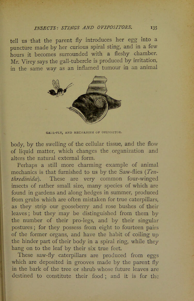 tell us that the parent fly introduces her egg into a puncture made by her curious spiral sting, and in a few hours it becomes surrounded with a fleshy chamber. Mr. Virey says the gall-tubercle is produced by irritation, in the same way as an inflamed tumour in an animal gall-fly, and mechanism of OVII’OSITOR. body, by the swelling of the cellular tissue, and the flow of liquid matter, which changes the organization and alters the natural external form. Perhaps a still more charming example of animal mechanics is that furnished to us by the Saw-flies (Ten- thredinidce). These are very common four-winged insects of rather small size, many species of which are found in gardens and along hedges in summer, produced from grubs which are often mistaken for true caterpillars, as they strip our gooseberry and rose bushes of then- leaves ; but they may be distinguished from them by the number of their pro-legs, and by their singular postures ; for they possess from eight to fourteen pairs of the former organs, and have the habit of coiling up the hinder part of their body in a spiral ring, while they hang on to the leaf by their six true feet. These saw-fly caterpillars are produced from eggs which are deposited in grooves made by the parent fly in the bark of the tree or shrub whose future leaves are destined to constitute their food\ and it is for the