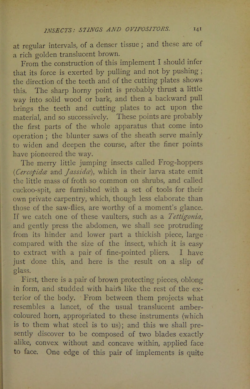 at regular intervals, of a denser tissue ; and these are of a rich golden translucent brown. From the construction of this implement I should infer that its force is exerted by pulling and not by pushing ; the direction of the teeth and of the cutting plates shows this. The sharp horny point is probably thrust a little way into solid wood or bark, and then a backward pull brings the teeth and cutting plates to act upon the material, and so successively. These points are probably the first parts of the whole apparatus that come into operation ; the blunter saws of the sheath serve mainly to widen and deepen the course, after the finer points have pioneered the way. The merry little jumping insects called Frog-hoppers (Cercopidce and Jassidce), which in their larva state emit the little mass of froth so common on shrubs, and called cuckoo-spit, are furnished with a set of tools for their own private carpentry, which, though less elaborate than those of the saw-flies, are worthy of a moment’s glance. If we catch one of these vaulters, such as a Tettigonia, and gently press the abdomen, we shall see protruding from its hinder and lower part a thickish piece, large compared with the size of the insect, which it is easy to extract with a pair of fine-pointed pliers. I have just done this, and here is the result on a slip of glass. First, there is a pair of brown protecting pieces, oblong in form, and studded with hairS like the rest of the ex- terior of the body. From between them projects what resembles a lancet, of the usual translucent amber- coloured horn, appropriated to these instruments (which is to them what steel is to us); and this we shall pre- sently discover to be composed of two blades exactly alike, convex without and concave within, applied face to face. One edge of this pair of implements is quite