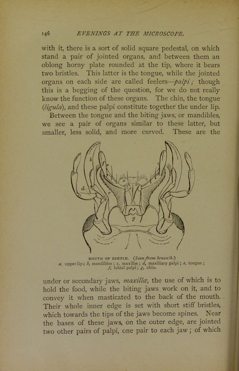 with it, there is a sort of solid square pedestal, on which stand a pair of jointed organs, and between them an oblong horny plate rounded at the tip, where it bears two bristles. This latter is the tongue, while the jointed organs on each side are called feelers—-palpi; though this is a begging of the question, for we do not really know the function of these organs. The chin, the tongue (ligula), and these palpi constitute together the under lip. Between the tongue and the biting jaws, or mandibles, we see a pair of organs similar to these latter, but smaller, less solid, and more curved. These are the mouth or beetle. (Seen from beneath.) a, upper lip; b, mandibles ; c, maxillae ; d, maxillary palpi; e, tongue ; /, labial palpi; g, chin. under or secondary jaws, maxilla?, the use of which is to hold the food, while the biting jaws work on it, and to convey it when masticated to the back of the mouth. Their whole inner edge is set with short stiff bristles, which towards the tips of the jaws become spines. Near the bases of these jaws, on the outer edge, are jointed two other pairs of palpi, one pair to each jaw; of which
