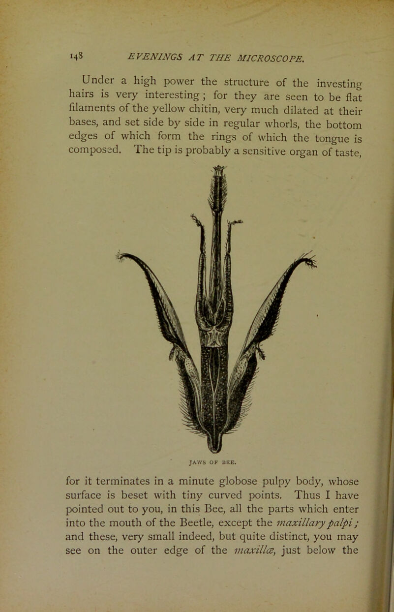 Under a high power the structure of the investing hairs is very interesting ; for they are seen to be flat filaments of the yellow chitin, very much dilated at their bases, and set side by side in regular whorls, the bottom edges of which form the rings of which the tongue is composed. The tip is probably a sensitive organ of taste, JAWS OF BEE. for it terminates in a minute globose pulpy body, whose surface is beset with tiny curved points. Thus I have pointed out to you, in this Bee, all the parts which enter into the mouth of the Beetle, except the maxillary palpi ; and these, very small indeed, but quite distinct, you may see on the outer edge of the maxillce, just below the