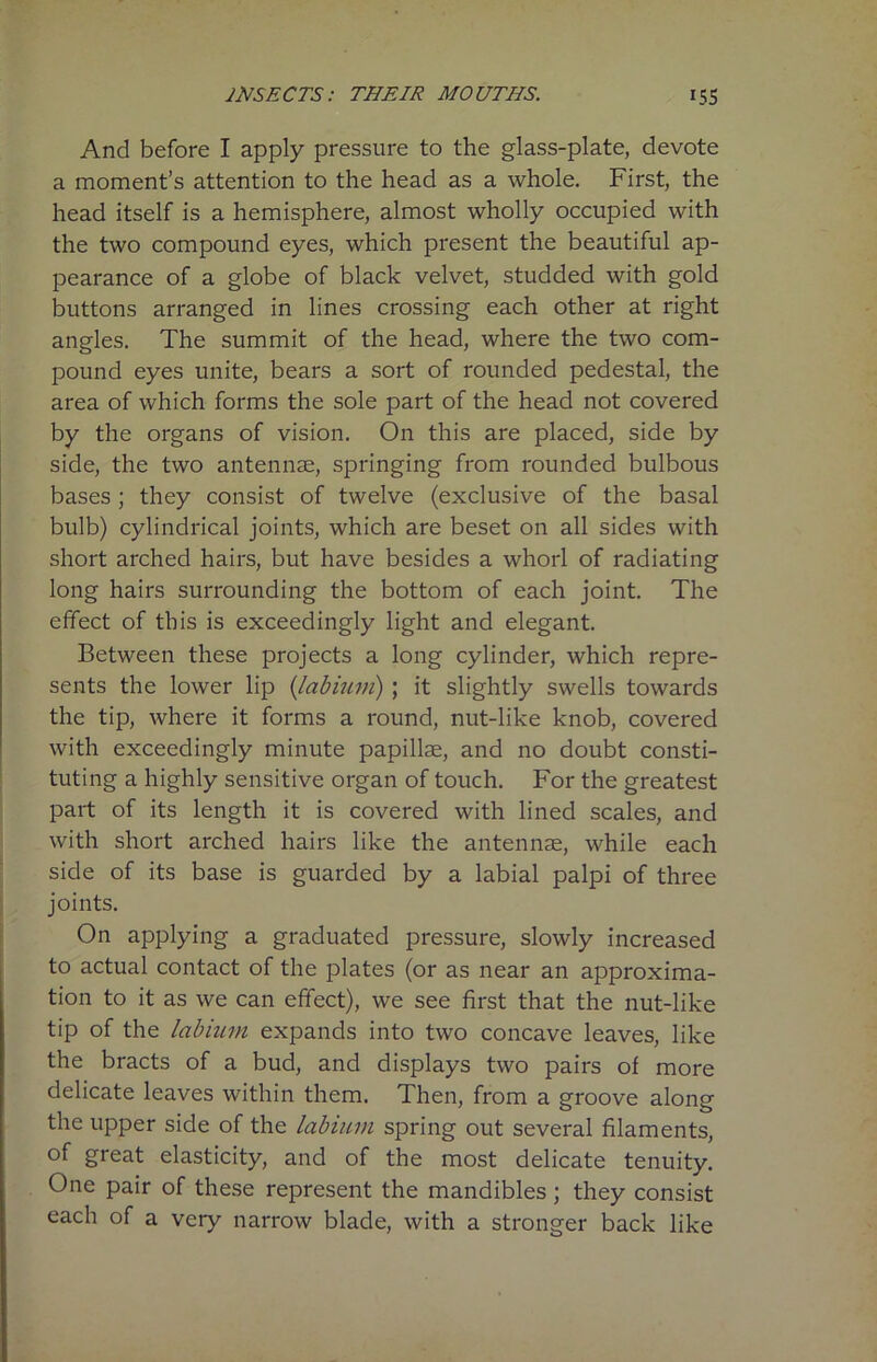 And before I apply pressure to the glass-plate, devote a moment’s attention to the head as a whole. First, the head itself is a hemisphere, almost wholly occupied with the two compound eyes, which present the beautiful ap- pearance of a globe of black velvet, studded with gold buttons arranged in lines crossing each other at right angles. The summit of the head, where the two com- pound eyes unite, bears a sort of rounded pedestal, the area of which forms the sole part of the head not covered by the organs of vision. On this are placed, side by side, the two antennae, springing from rounded bulbous bases ; they consist of twelve (exclusive of the basal bulb) cylindrical joints, which are beset on all sides with short arched hairs, but have besides a whorl of radiating long hairs surrounding the bottom of each joint. The effect of this is exceedingly light and elegant. Between these projects a long cylinder, which repre- sents the lower lip (labium) ; it slightly swells towards the tip, where it forms a round, nut-like knob, covered with exceedingly minute papillae, and no doubt consti- tuting a highly sensitive organ of touch. For the greatest part of its length it is covered with lined scales, and with short arched hairs like the antennae, while each side of its base is guarded by a labial palpi of three joints. On applying a graduated pressure, slowly increased to actual contact of the plates (or as near an approxima- tion to it as we can effect), we see first that the nut-like tip of the labium expands into two concave leaves, like the bracts of a bud, and displays two pairs of more delicate leaves within them. Then, from a groove along the upper side of the labium spring out several filaments, of great elasticity, and of the most delicate tenuity. One pair of these represent the mandibles ; they consist each of a very narrow blade, with a stronger back like