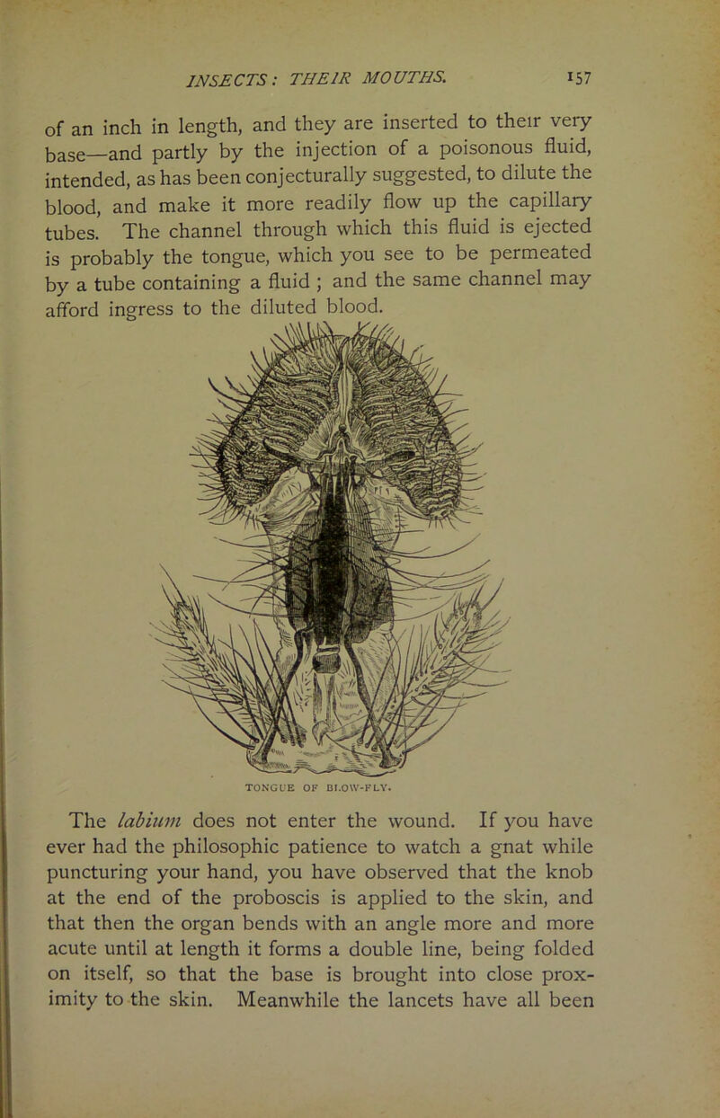 of an inch in length, and they are inserted to their very base—and partly by the injection of a poisonous fluid, intended, as has been conjecturally suggested, to dilute the blood, and make it more readily flow up the capillary tubes. The channel through which this fluid is ejected is probably the tongue, which you see to be permeated by a tube containing a fluid ; and the same channel may afford ingress to the diluted blood. TONGUE OF BI.OW-FLY. The labium does not enter the wound. If you have ever had the philosophic patience to watch a gnat while puncturing your hand, you have observed that the knob at the end of the proboscis is applied to the skin, and that then the organ bends with an angle more and more acute until at length it forms a double line, being folded on itself, so that the base is brought into close prox- imity to the skin. Meanwhile the lancets have all been