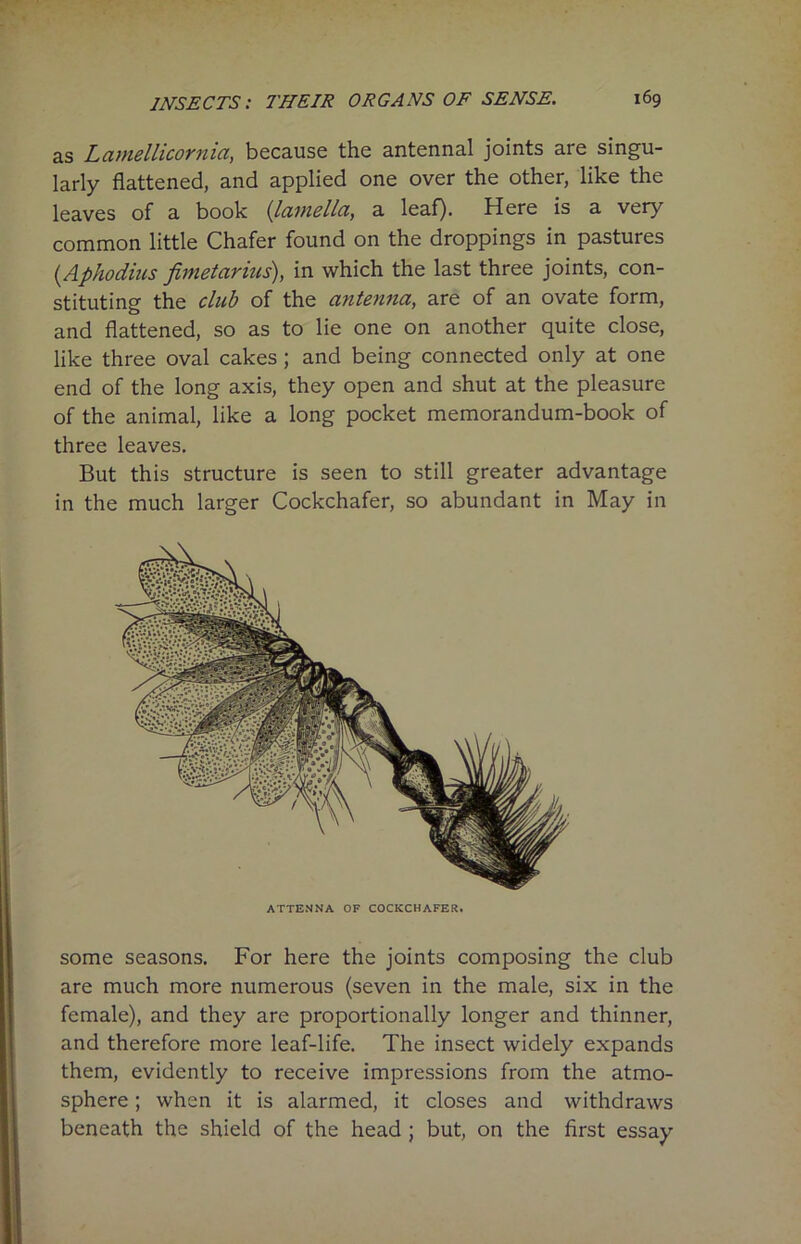 as Lamellicornia, because the antennal joints are singu- larly flattened, and applied one over the other, like the leaves of a book {lamella, a leaf). Here is a very common little Chafer found on the droppings in pastures (.Aphodius fimetarius), in which the last three joints, con- stituting the club of the antenna, are of an ovate form, and flattened, so as to lie one on another quite close, like three oval cakes ; and being connected only at one end of the long axis, they open and shut at the pleasure of the animal, like a long pocket memorandum-book of three leaves. But this structure is seen to still greater advantage in the much larger Cockchafer, so abundant in May in ATTENNA OF COCKCHAFER. some seasons. For here the joints composing the club are much more numerous (seven in the male, six in the female), and they are proportionally longer and thinner, and therefore more leaf-life. The insect widely expands them, evidently to receive impressions from the atmo- sphere ; when it is alarmed, it closes and withdraws beneath the shield of the head ; but, on the first essay