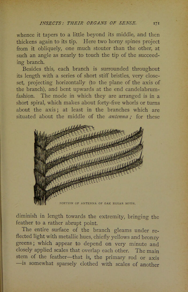 whence it tapers to a little beyond its middle, and then thickens again to its tip. Here two horny spines project from it obliquely, one much stouter than the other, at such an angle as nearly to touch the tip of the succeed- ing branch. Besides this, each branch is surrounded throughout its length with a series of short stiff bristles, very close- set, projecting horizontally (to the plane of the axis of the branch), and bent upwards at the end candelabrum- fashion. The mode in which they are arranged is in a short spiral, which makes about forty-five whorls or turns about the axis; at least in the branches which are situated about the middle of the antenna; for these diminish in length towards the extremity, bringing the feather to a rather abrupt point. The entire surface of the branch gleams under re- flected light with metallic hues, chiefly yellows and bronzy greens; which appear to depend on very minute and closely applied scales that overlap each other. The main stem of the feather—that is, the primary rod or axis —is somewhat sparsely clothed with scales of another