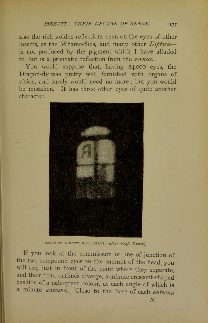 also the rich golden reflections seen on the eyes of other insects, as the Whame-flies, and many other Diptera— is not produced by the pigment which I have alluded to, but is a prismatic reflection from the cornece. You would suppose that, having 24,000 eyes, the Dragon-fly was pretty well furnished with organs of vision, and surely would need no more ; but you would be mistaken. It has three other eyes of quite another character. image of window, X i2o dtams. (after Prof. F.xner). If you look at the commissure or line of junction of the two compound eyes on the summit of the head, you will see, just in front of the point where they separate, and their front outlines diverge, a minute crescent-shaped cushion of a pale-green colour, at each angle of which is a minute antenna. Close to the base of each antenna N