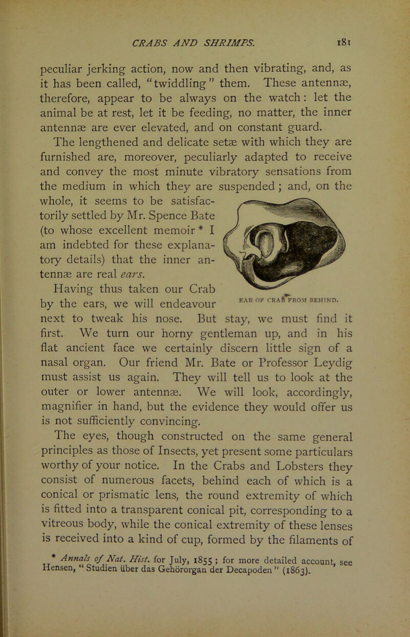 peculiar jerking action, now and then vibrating, and, as it has been called, “twiddling” them. These antennae, therefore, appear to be always on the watch: let the animal be at rest, let it be feeding, no matter, the inner antennae are ever elevated, and on constant guard. The lengthened and delicate setae with which they are furnished are, moreover, peculiarly adapted to receive and convey the most minute vibratory sensations from the medium in which they are suspended ; and, on the whole, it seems to be satisfac- torily settled by Mr. Spence Bate (to whose excellent memoir * I am indebted for these explana- tory details) that the inner an- tennae are real ears. Having thus taken our Crab by the ears, we will endeavour EAR OF CRAfe FR0M BEHIND- next to tweak his nose. But stay, we must find it first. We turn our horny gentleman up, and in his flat ancient face we certainly discern little sign of a nasal organ. Our friend Mr. Bate or Professor Leydig must assist us again. They will tell us to look at the outer or lower antennae. We will look, accordingly, magnifier in hand, but the evidence they would offer us is not sufficiently convincing. The eyes, though constructed on the same general principles as those of Insects, yet present some particulars worthy of your notice. In the Crabs and Lobsters they consist of numerous facets, behind each of which is a conical or prismatic lens, the round extremity of which is fitted into a transparent conical pit, corresponding to a vitreous body, while the conical extremity of these lenses is received into a kind of cup, formed by the filaments of * Annals of Nat. Hist, for July, 1855 ; for more detailed account, see Iiensen, “ Studien iiber das Gehororgan der Decapoden’' (1863).