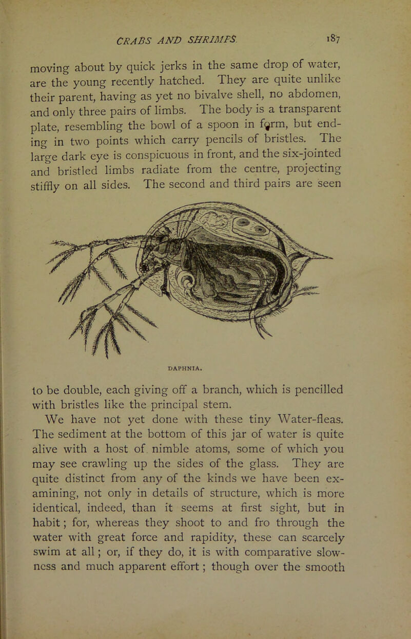 moving about by quick jerks in the same drop of water, are the young recently hatched. They are quite unlike their parent, having as yet no bivalve shell, no abdomen, and only three pairs of limbs. The body is a transparent plate, resembling the bowl of a spoon in fyrm, but end- ing in two points which carry pencils of bristles. The large dark eye is conspicuous in front, and the six-jointed and bristled limbs radiate from the centre, projecting stiffly on all sides. The second and third pairs are seen DAPHNIA. to be double, each giving off a branch, which is pencilled with bristles like the principal stem. We have not yet done with these tiny Water-fleas. The sediment at the bottom of this jar of water is quite alive with a host of nimble atoms, some of which you may see crawling up the sides of the glass. They are quite distinct from any of the kinds we have been ex- amining, not only in details of structure, which is more identical, indeed, than it seems at first sight, but in habit; for, whereas they shoot to and fro through the water with great force and rapidity, these can scarcely swim at all; or, if they do, it is with comparative slow- ness and much apparent effort; though over the smooth