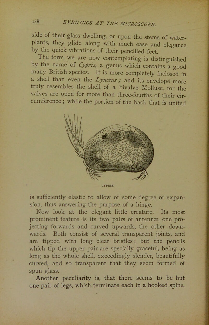side of their glass dwelling, or upon the stems of water- plants, they glide along with much ease and elegance by the quick vibrations of their pencilled feet. The form we are now contemplating is distinguished by the name of Cypris, a genus which contains a good many British species. It is more completely inclosed in a shell than even the Lynceus; and its envelope more truly resembles the shell of a bivalve Mollusc, for the valves are open for more than three-fourths of their cir- cumference ; while the portion of the back that is united CYPRIS. is sufficiently elastic to allow of some degree of expan- sion, thus answering the purpose of a hinge. Now look at the elegant little creature. Its most prominent feature is its two pairs of antennae, one pro- jecting forwards and curved upwards, the other down- wards. Both consist of several transparent joints, and are tipped with long clear bristles; but the pencils which tip the upper pair are specially graceful, being as long as the whole shell, exceedingly slender, beautifully curved, and so transparent that they seem formed of spun glass. Another peculiarity is, that there seems to be but one pair of legs, which terminate each in a hooked spine.