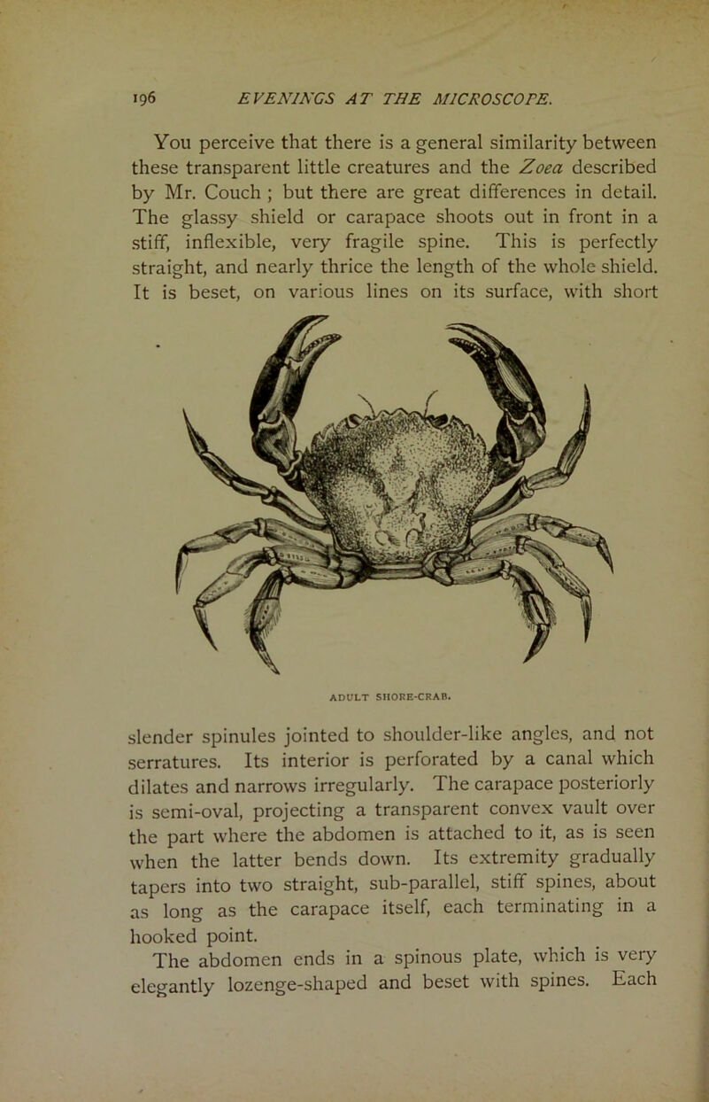 You perceive that there is a general similarity between these transparent little creatures and the Zoea described by Mr. Couch ; but there are great differences in detail. The glassy shield or carapace shoots out in front in a stiff, inflexible, very fragile spine. This is perfectly straight, and nearly thrice the length of the whole shield. It is beset, on various lines on its surface, with short ADULT SHORE-CRAB. slender spinules jointed to shoulder-like angles, and not serratures. Its interior is perforated by a canal which dilates and narrows irregularly. The carapace posteriorly is semi-oval, projecting a transparent convex vault over the part where the abdomen is attached to it, as is seen when the latter bends down. Its extremity gradually tapers into two straight, sub-parallel, stiff spines, about as long as the carapace itself, each terminating in a hooked point. The abdomen ends in a spinous plate, which is very elegantly lozenge-shaped and beset with spines. Each