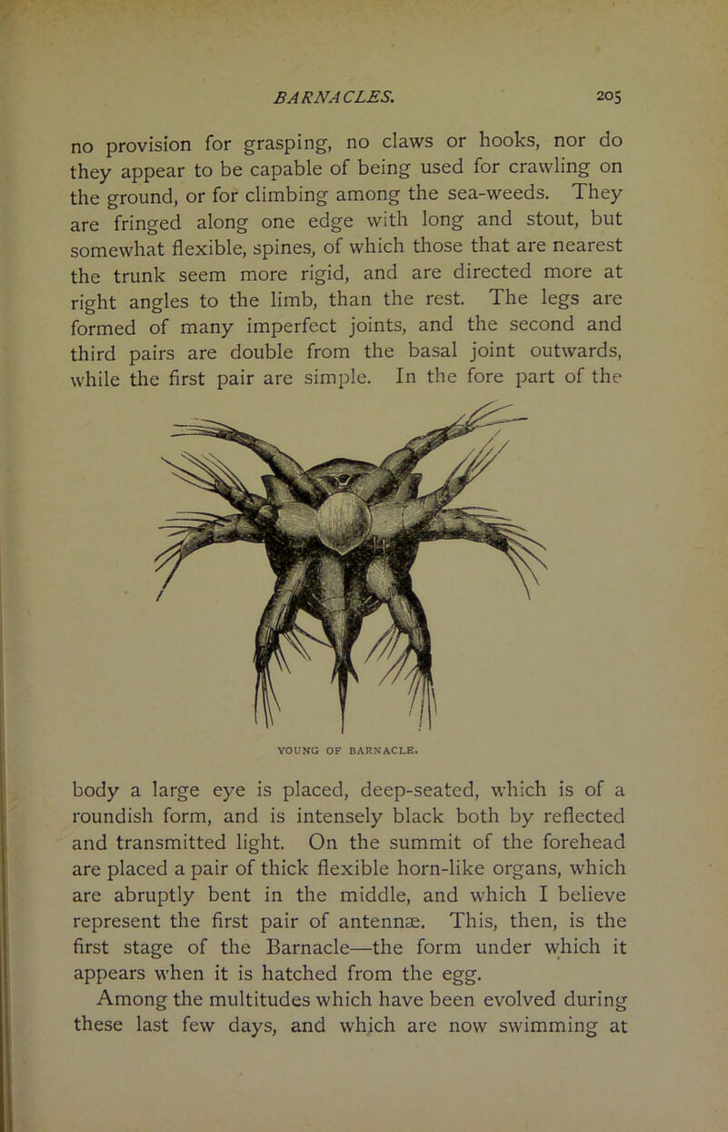no provision for grasping, no claws or hooks, nor do they appear to be capable of being used for crawling on the ground, or for climbing among the sea-weeds. They are fringed along one edge with long and stout, but somewhat flexible, spines, of which those that are nearest the trunk seem more rigid, and are directed more at right angles to the limb, than the rest. The legs are formed of many imperfect joints, and the second and third pairs are double from the basal joint outwards, while the first pair are simple. In the fore part of the YOUNG OF BARNACLE. body a large eye is placed, deep-seated, which is of a roundish form, and is intensely black both by reflected and transmitted light. On the summit of the forehead are placed a pair of thick flexible horn-like organs, which are abruptly bent in the middle, and which I believe represent the first pair of antennae. This, then, is the first stage of the Barnacle—the form under which it appears when it is hatched from the egg. Among the multitudes which have been evolved during these last few days, and which are now swimming at