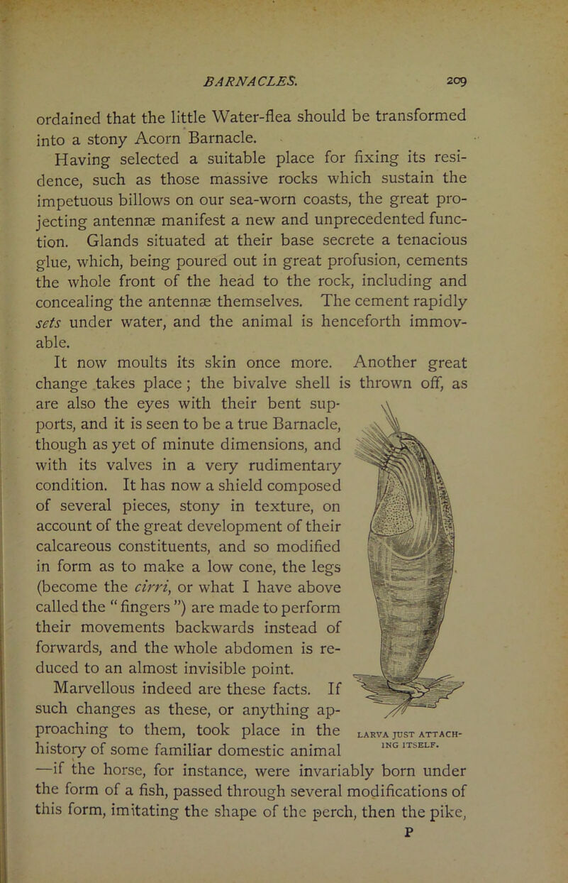 ordained that the little Water-flea should be transformed into a stony Acorn Barnacle. Having selected a suitable place for fixing its resi- dence, such as those massive rocks which sustain the impetuous billows on our sea-worn coasts, the great pro- jecting antennae manifest a new and unprecedented func- tion. Glands situated at their base secrete a tenacious glue, which, being poured out in great profusion, cements the whole front of the head to the rock, including and concealing the antennae themselves. The cement rapidly sets under water, and the animal is henceforth immov- able. It now moults its skin once more. Another great change takes place; the bivalve shell is thrown off, as are also the eyes with their bent sup- ports, and it is seen to be a true Barnacle, though as yet of minute dimensions, and with its valves in a very rudimentary condition. It has now a shield composed of several pieces, stony in texture, on account of the great development of their calcareous constituents, and so modified in form as to make a low cone, the legs (become the cirri, or what I have above called the “ fingers ”) are made to perform their movements backwards instead of forwards, and the whole abdomen is re- duced to an almost invisible point. Marvellous indeed are these facts. If such changes as these, or anything ap- proaching to them, took place in the history of some familiar domestic animal —if the horse, for instance, were invariably born under the form of a fish, passed through several modifications of this form, imitating the shape of the perch, then the pike, P LARVA JUST ATTACH- ING ITSELF.