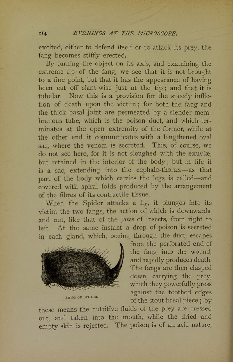 excited, either to defend itself or to attack its prey, the fang becomes stiffly erected. By turning the object on its axis, and examining the extreme tip of the fang, we see that it is not brought to a fine point, but that it has the appearance of having been cut off slant-wise just at the tip ; and that it is tubular. Now this is a provision for the speedy inflic- tion of death upon the victim ; for both the fang and the thick basal joint are permeated by a slender mem- branous tube, which is the poison duct, and which ter- minates at the open extremity of the former, while at the other end it communicates with a lengthened oval sac, where the venom is secreted. This, of course, we do not see here, for it is not sloughed with the exuviae, but retained in the interior of the body ; but in life it is a sac, extending into the cephalo-thorax—as that part of the body which carries the legs is called—and covered with spiral folds produced by the arrangement of the fibres of its contractile tissue. When the Spider attacks a fly, it plunges into its victim the two fangs, the action of which is downwards, and not, like that of the jaws of insects, from right to left. At the same instant a drop of poison is secreted in each gland, which, oozing through the duct, escapes from the perforated end of the fang into the wound, and rapidly produces death. The fangs are then clasped down, carrying the prey, which they powerfully press against the toothed edges FANG OF SPIDER. , . . , of the stout basal piece ; by these means the nutritive fluids of the prey are pressed out, and taken into the mouth, while the dried and empty skin is rejected. The poison is of an acid nature,