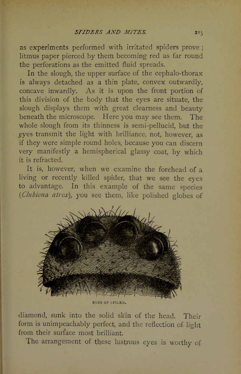 2«5 as experiments performed with irritated spiders prove ; litmus paper pierced by them becoming red as far round the perforations as the emitted fluid spreads. In the slough, the upper surface of the cephalo-thorax is always detached as a thin plate, convex outwardly, concave inwardly. As it is upon the front portion of this division of the body that the eyes are situate, the slough displays them with great clearness and beauty beneath the microscope. Here you may see them. The whole slough from its thinness is semi-pellucid, but the pyes transmit the light with brilliance, not, however, as if they were simple round holes, because you can discern very manifestly a hemispherical glassy coat, by which it is refracted. It is, however, when we examine the forehead of a living or recently killed spider, that we see the eyes to advantage. In this example of the same species (Clubiona atrox), you see them, like polished globes of EVES OF bPILEK. diamond, sunk into the solid skin of the head. Their form is unimpeachably perfect, and the reflection of light from their surface most brilliant. The arrangement of these lustrous eyes is worthy of