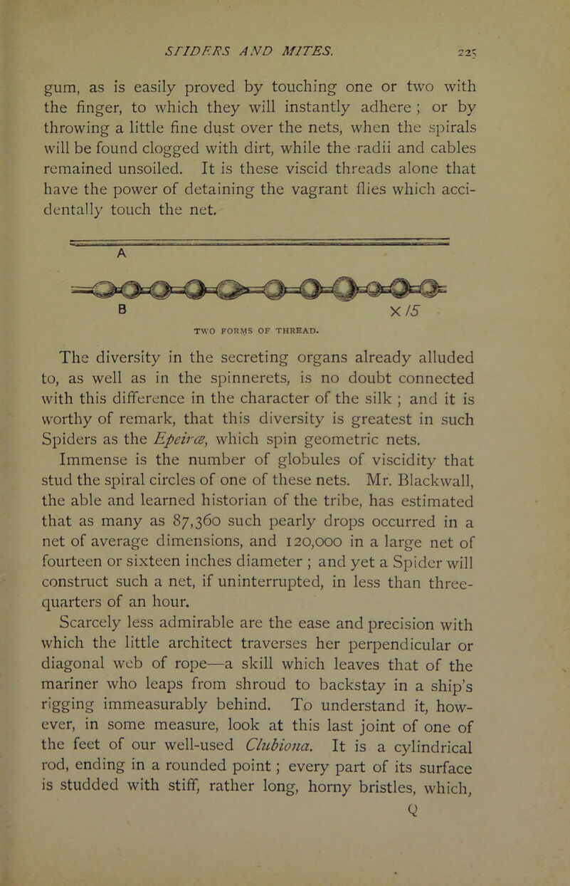 22? gum, as is easily proved by touching one or two with the finger, to which they will instantly adhere ; or by throwing a little fine dust over the nets, when the spirals will be found clogged with dirt, while the radii and cables remained unsoiled. It is these viscid threads alone that have the power of detaining the vagrant flies which acci- dentally touch the net. A B X15 TWO FORMS OF THREAD. The diversity in the secreting organs already alluded to, as well as in the spinnerets, is no doubt connected with this difference in the character of the silk ; and it is worthy of remark, that this diversity is greatest in such Spiders as the Epeirce, which spin geometric nets. Immense is the number of globules of viscidity that stud the spiral circles of one of these nets. Mr. Blackwall, the able and learned historian of the tribe, has estimated that as many as 87,360 such pearly drops occurred in a net of average dimensions, and 120,000 in a large net of fourteen or sixteen inches diameter ; and yet a Spider will construct such a net, if uninterrupted, in less than three- quarters of an hour. Scarcely less admirable are the ease and precision with which the little architect traverses her perpendicular or diagonal web of rope—a skill which leaves that of the mariner who leaps from shroud to backstay in a ship’s r'gg>ng immeasurably behind. To understand it, how- ever, in some measure, look at this last joint of one of the feet of our well-used Clubiona. It is a cylindrical rod, ending in a rounded point; every part of its surface is studded with stiff, rather long, horny bristles, which, Q