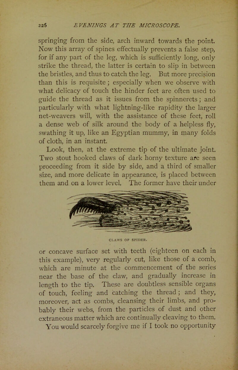 springing from the side, arch inward towards the point. Now this array of spines effectually prevents a false step, for if any part of the leg, which is sufficiently long, only strike the thread, the latter is certain to slip in between the bristles, and thus to catch the leg. But more precision than this is requisite ; especially when we observe with what delicacy of touch the hinder feet are often used to guide the thread as it issues from the spinnerets ; and particularly with what lightning-like rapidity the larger net-weavers will, with the assistance of these feet, roll a dense web of silk around the body of a helpless fly, swathing it up, like an Egyptian mummy, in many folds of cloth, in an instant. Look, then, at the extreme tip of the ultimate joint. Two stout hooked claws of dark horny texture are seen proceeding from it side by side, and a third of smaller size, and more delicate in appearance, is placed between them and on a lower level. The former have their under CLAWS OF SPIDER. or concave surface set with teeth (eighteen on each in this example), very regularly cut, like those of a comb, which are minute at the commencement of the series near the base of the claw, and gradually increase in length to the tip. These are doubtless sensible organs of touch, feeling and catching the thread ; and they, moreover, act as combs, cleansing their limbs, and pro- bably their webs, from the particles of dust and other extraneous matter which are continually cleaving to them. You would scarcely forgive me if I took no opportunity