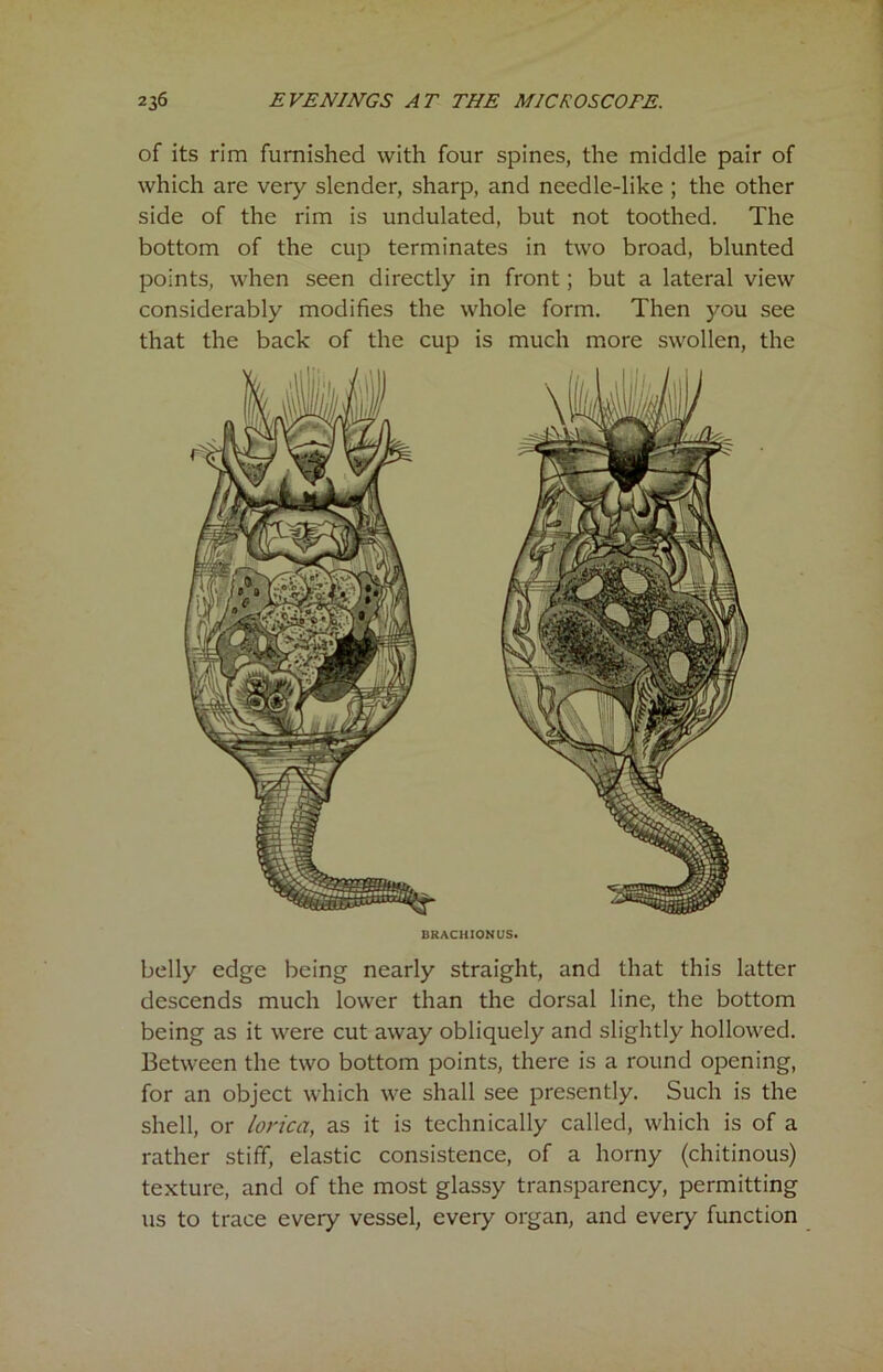 belly edge being nearly straight, and that this latter descends much lower than the dorsal line, the bottom being as it were cut away obliquely and slightly hollowed. Between the two bottom points, there is a round opening, for an object which we shall see presently. Such is the shell, or lorica, as it is technically called, which is of a rather stiff, elastic consistence, of a horny (chitinous) texture, and of the most glassy transparency, permitting us to trace every vessel, every organ, and every function of its rim furnished with four spines, the middle pair of which are very slender, sharp, and needle-like ; the other side of the rim is undulated, but not toothed. The bottom of the cup terminates in two broad, blunted points, when seen directly in front; but a lateral view considerably modifies the whole form. Then you see that the back of the cup is much more swollen, the I3KACHIONUS.