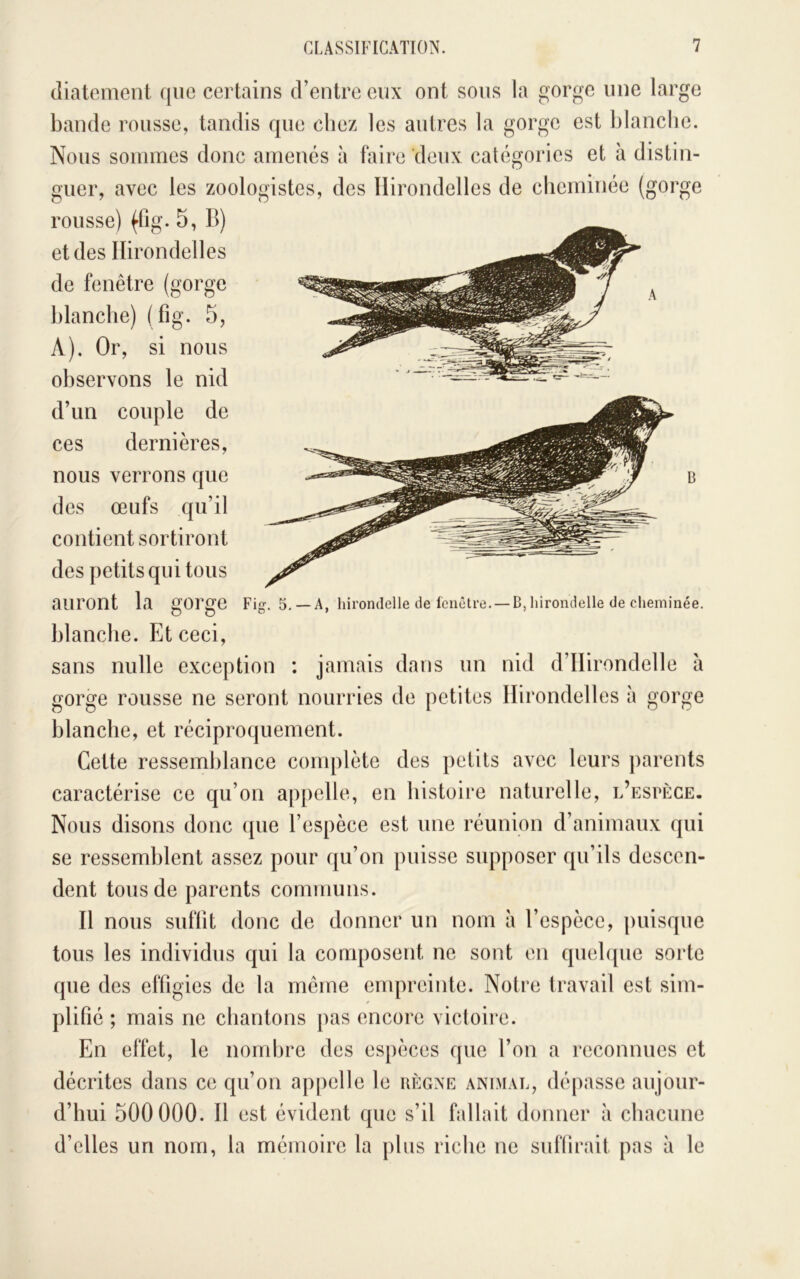 diatement que certains d’entre enx ont sons la gorge une large bande rousse, tandis que chez les autres la gorge est blanche. Nous sommes donc amenés à biire deux catégories et à distin- guer, avec les zoologistes, des Hirondelles de cheminée (gorge rousse) (fig. 5, B) et des Hirondelles de fenêtre (gorge blanche) (fig. 5, A). Or, si nous observons le nid d’un couple de ces dernières, nous verrons que b des œufs qu’il contient sortiront des petits qui tous auront la gorge Fig. s.— a, hirondelle de fenêtre. — b, hirondelle de cheminée. blanche. Et ceci, sans nulle exception : jamais dans un nid d’IIirondelle à gorge rousse ne seront nourries de petites Hirondelles à gorge blanche, et réciproquement. Cette ressemblance complète des petits avec leurs jiarents caractérise ce qu’on appelle, en histoire naturelle, l’espèce. Nous disons donc que l’espèce est une réunion d’animaux qui se ressemblent assez pour qu’on puisse supposer qu’ils descen- dent tous de parents communs. H nous suffit donc de donner un nom à l’espèce, puisque tous les individus qui la composent ne sont en quebpie sorte que des effigies de la meme empreinte. Notre travail est sim- plifié ; mais ne chantons pas encore victoire. En effet, le nombre des espèces que l’on a reconnues et décrites dans ce qu’on appelle le règne animal, dépasse aujour- d’hui 500000. H est évident que s’il fallait donner à chacune d’elles un nom, la mémoire la plus riche ne subirait pas à le